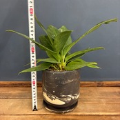 【クリアランスセール対象商品】アンスリウム　ブラウマニー　SP　植込み品【190】