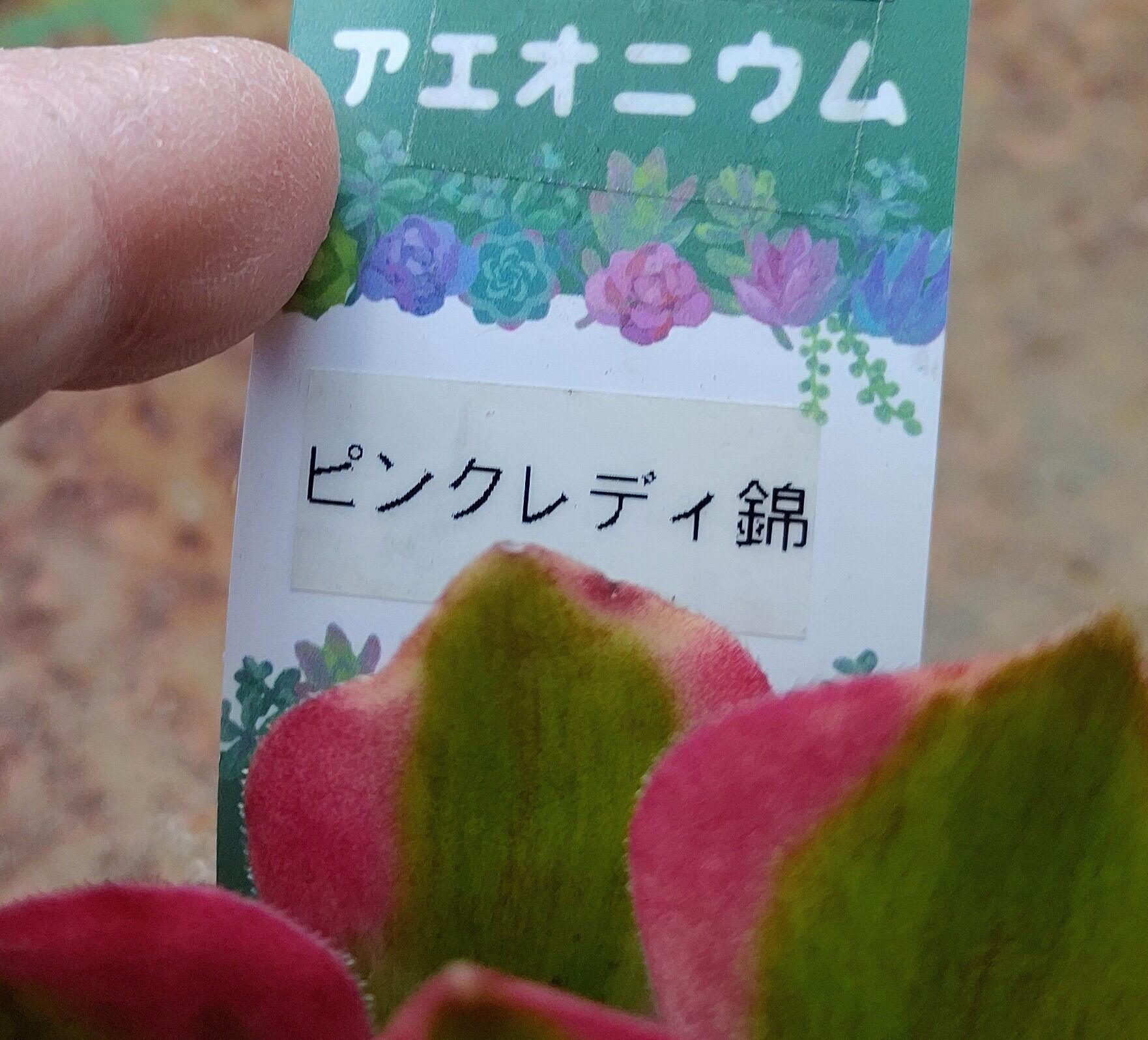 Tピンクレディ錦(アエオニウム) | RuPo 多肉植物専門店