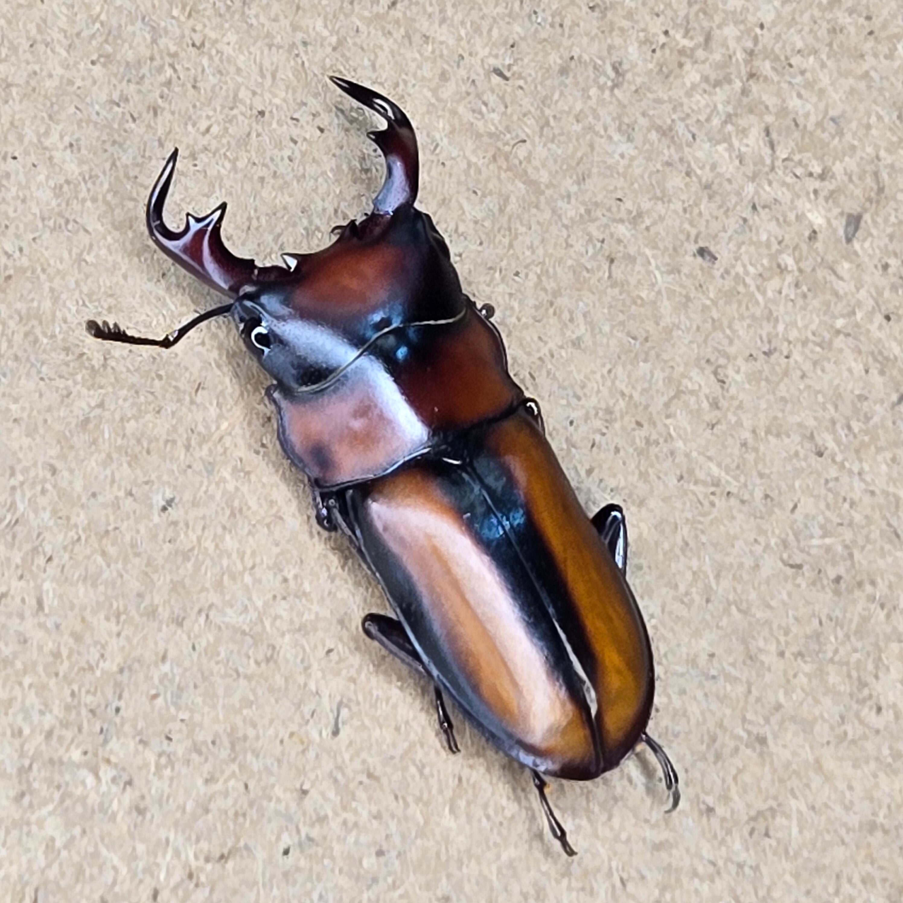 クワガタ | 昆虫専門店【鍬鉄】