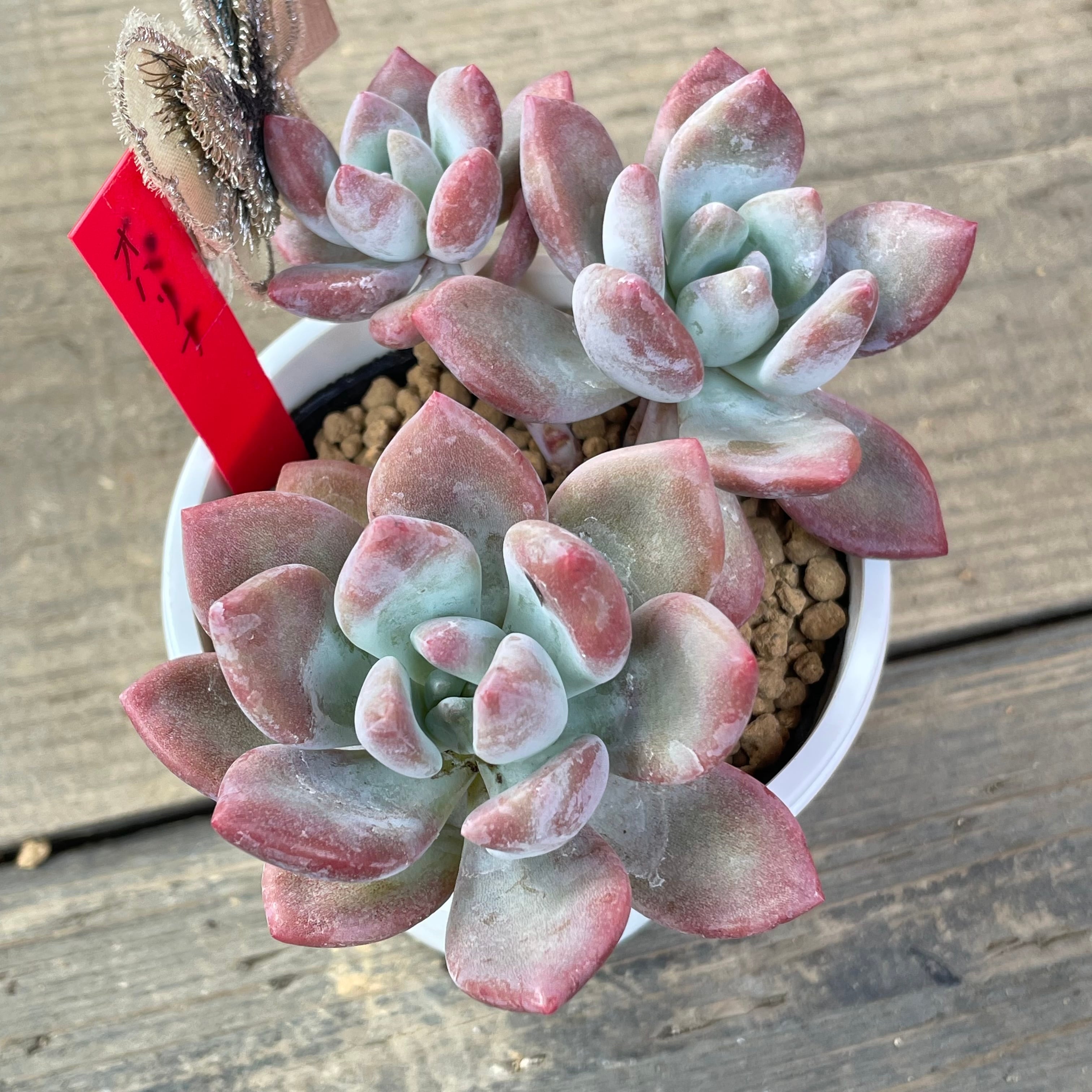 オパリナ | RuPo 多肉植物専門店