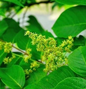 漆の里の うるし蜂蜜
