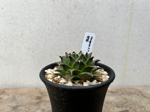 Obregonia denegrii　オブレゴニア　帝冠　サボテン