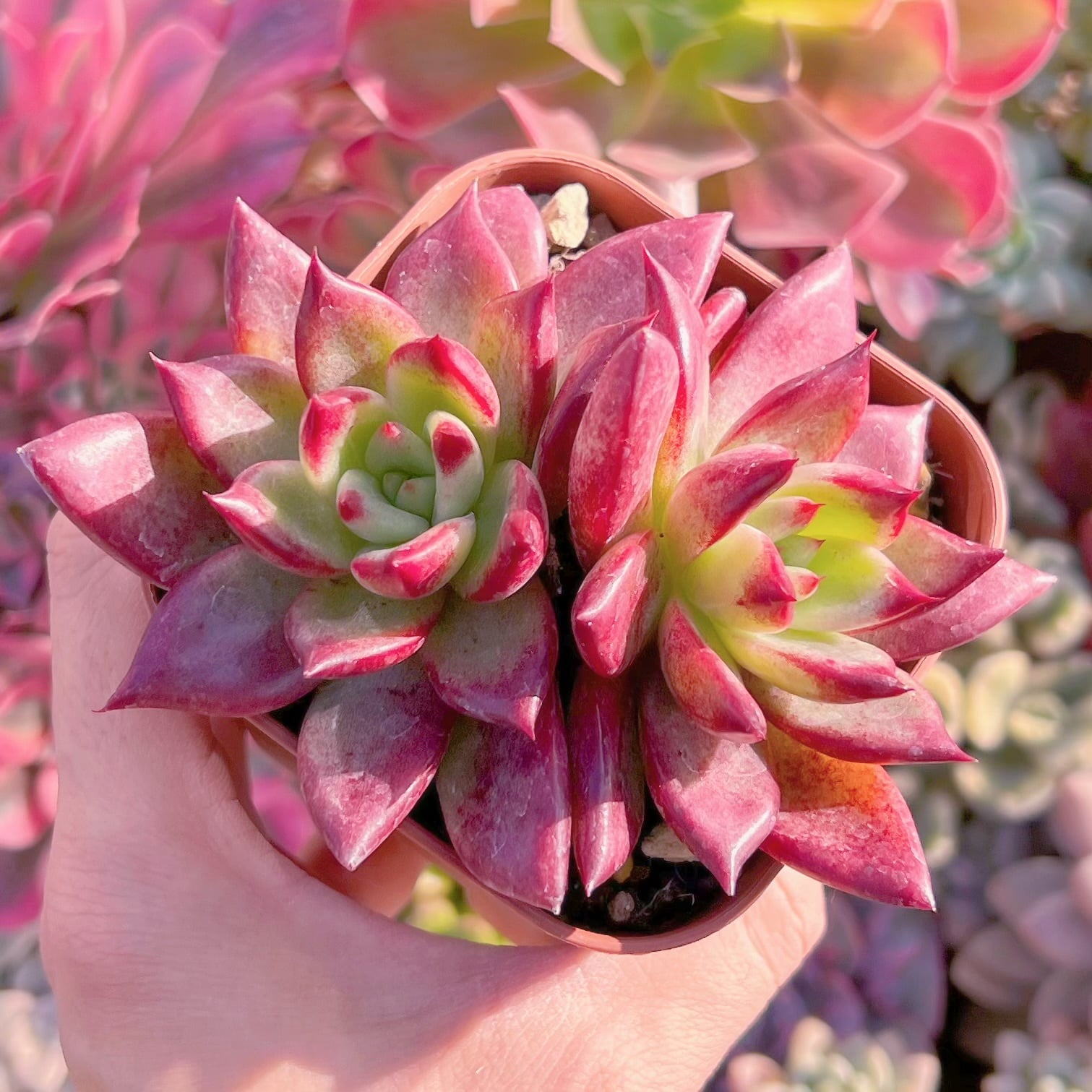 現品　プラトニック#570    古株   るる農園