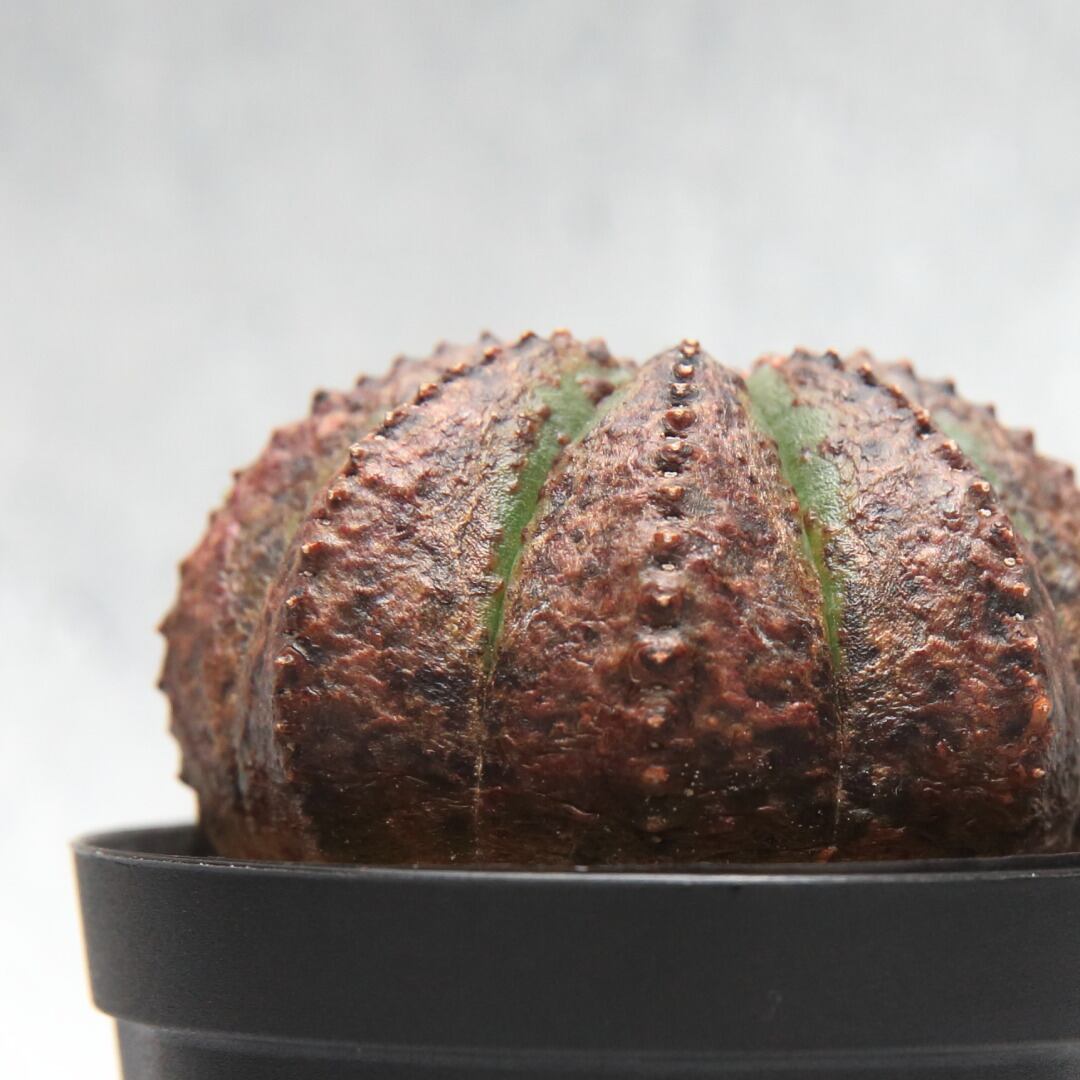 ミニオベサ 木質化 美模様 Lighthouse Plants 海外実生株のオベサを中心に 輸入植物を扱うプランツショップ