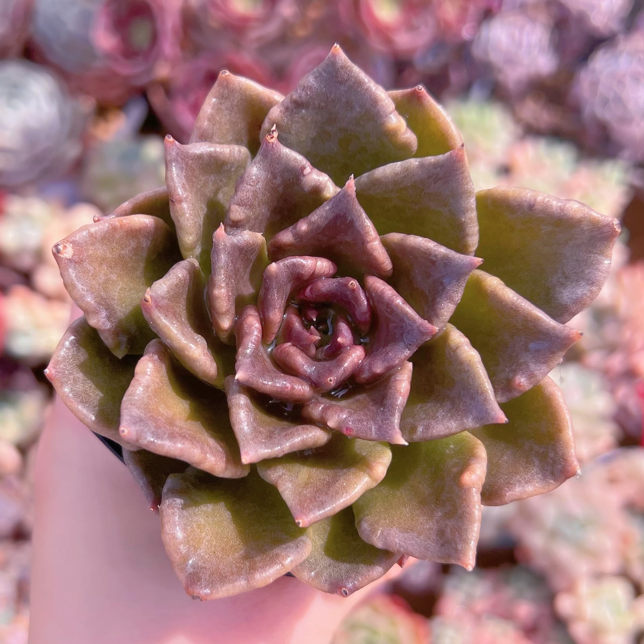 現品　ブラックマディバ#C20　るる農園