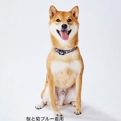 ペティオ (Petio) 首輪 犬雅 唐草カラー グリーン M サイズ
