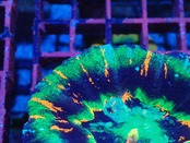 【現地買付】Scolymia MasterGrade