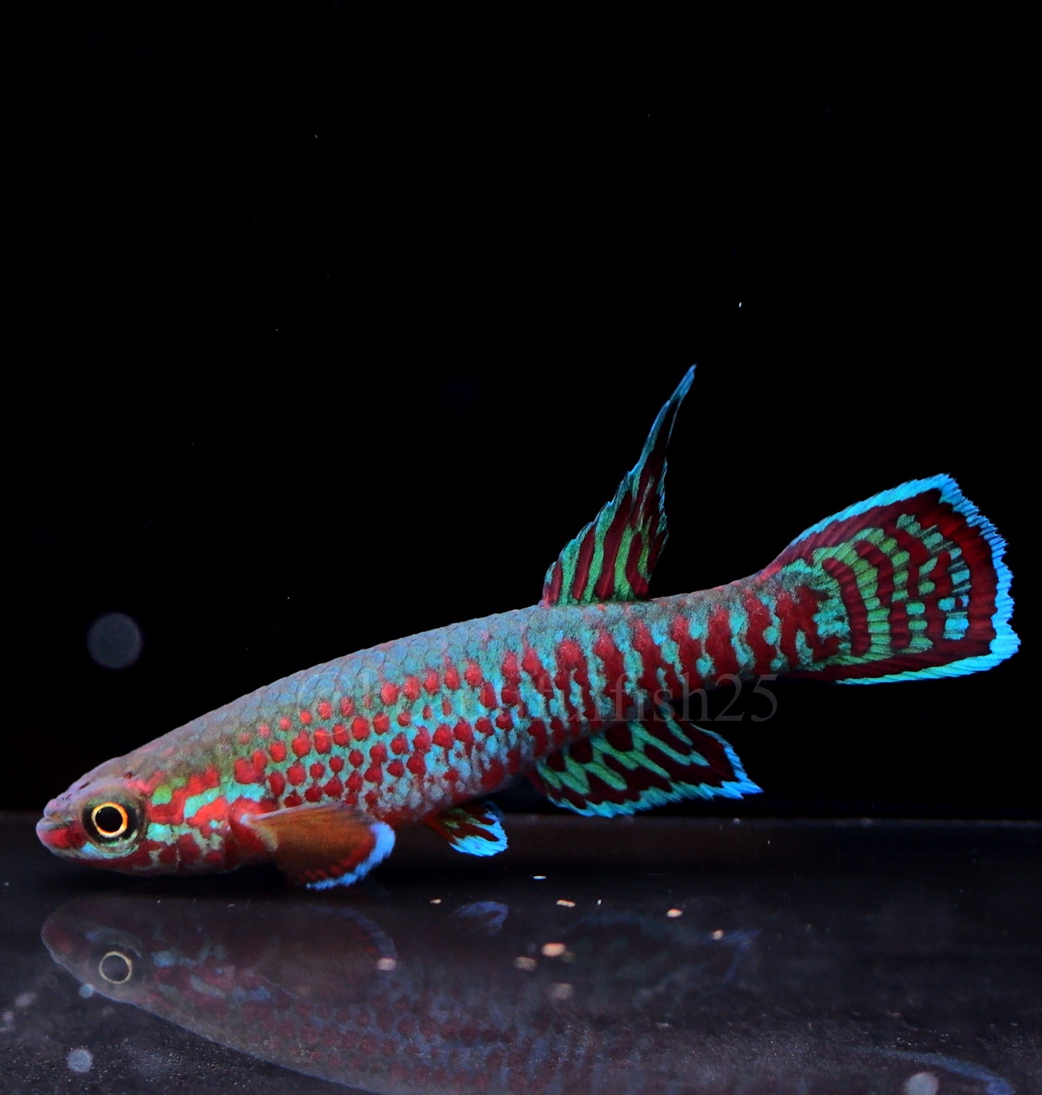 卵生メダカ beautifish25