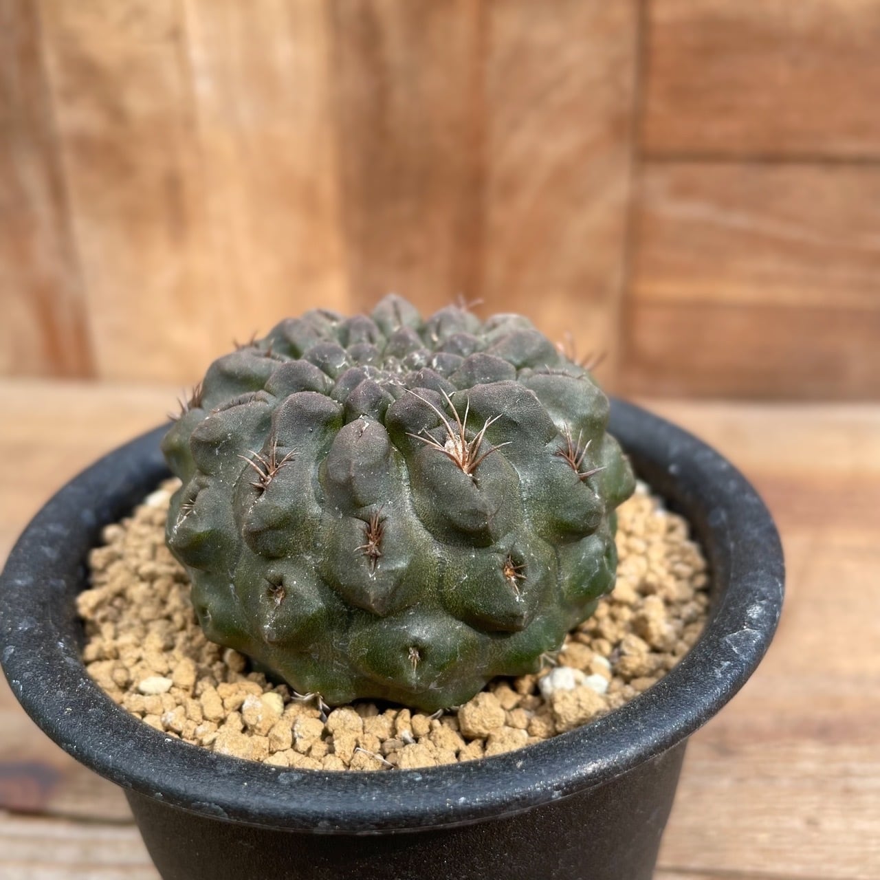 Neochilenia dimorpha【ネオチレニア・デォモルファ・実生】 | RIMO'S