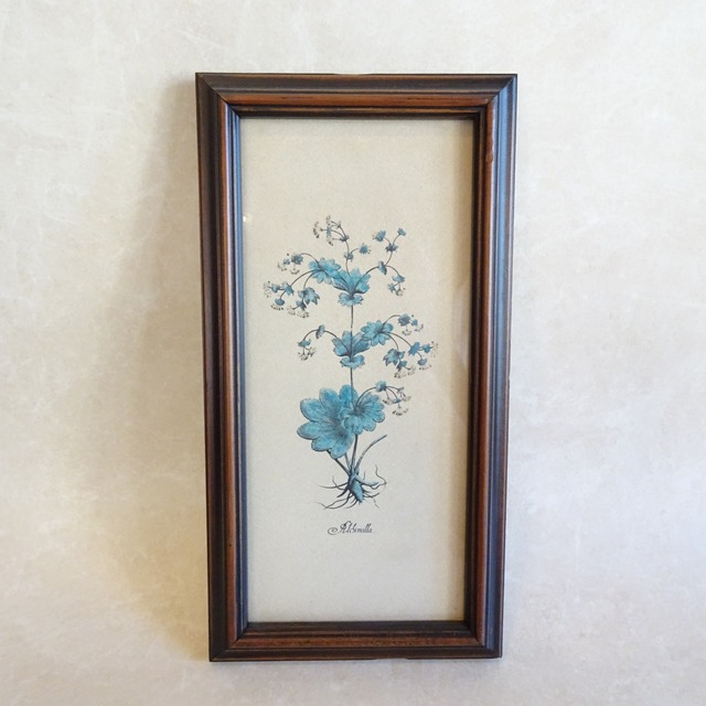 イタリア ボタニカルアート（アルケミラ）