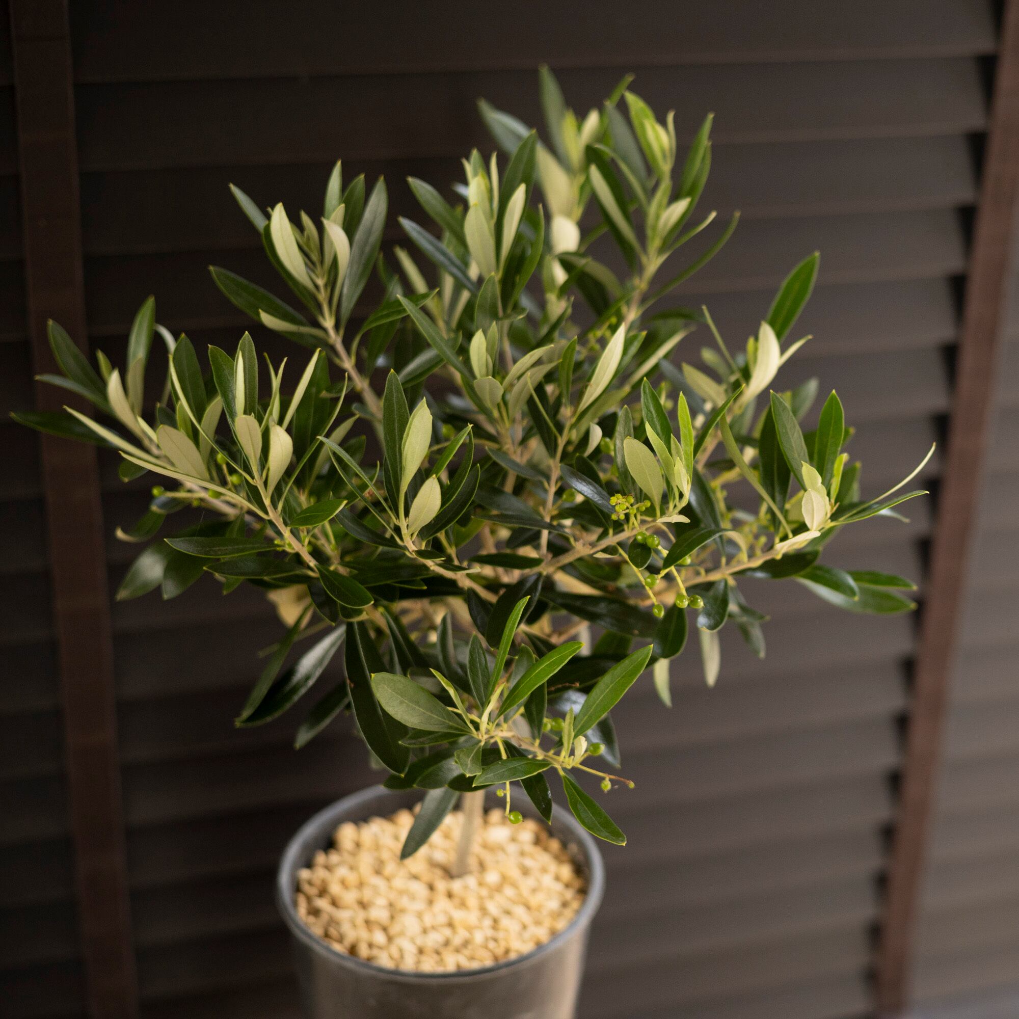 Olive オリーブの木 Cipressino チプレシーノ 樹脂鉢 オリーブ