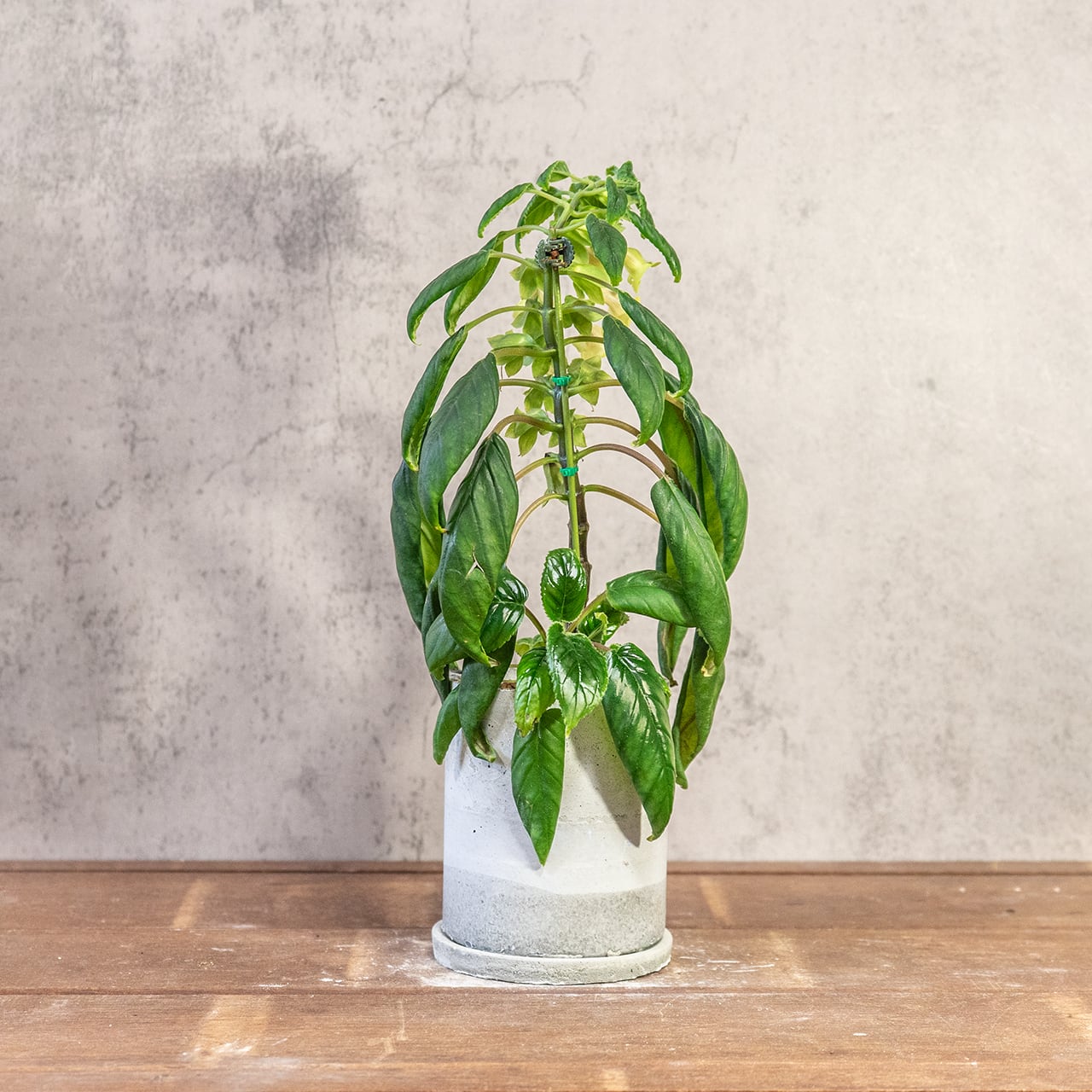 シンニンギア・リンドレー｜筒状の花が連なる可憐な姿×ツヤ葉が美しい観葉植物【手作りモルタル鉢仕立て】