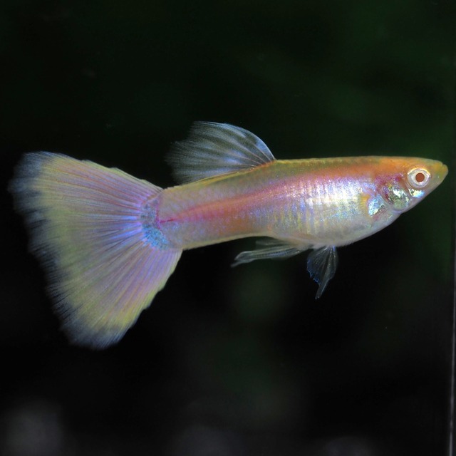 RREAモスコーピンクリボン 若魚1カルテット＋おまけ1ペア＋リボンオス1匹