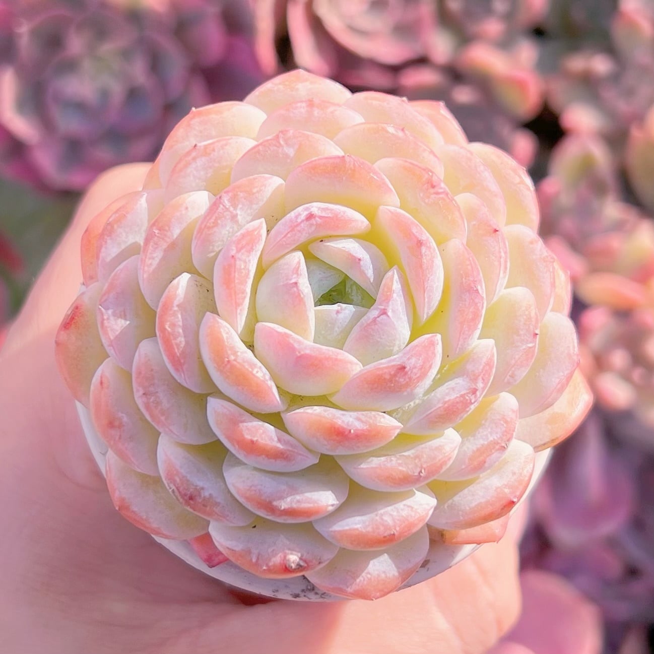 多肉植物　ホワイトスノー　新入荷　るる農園