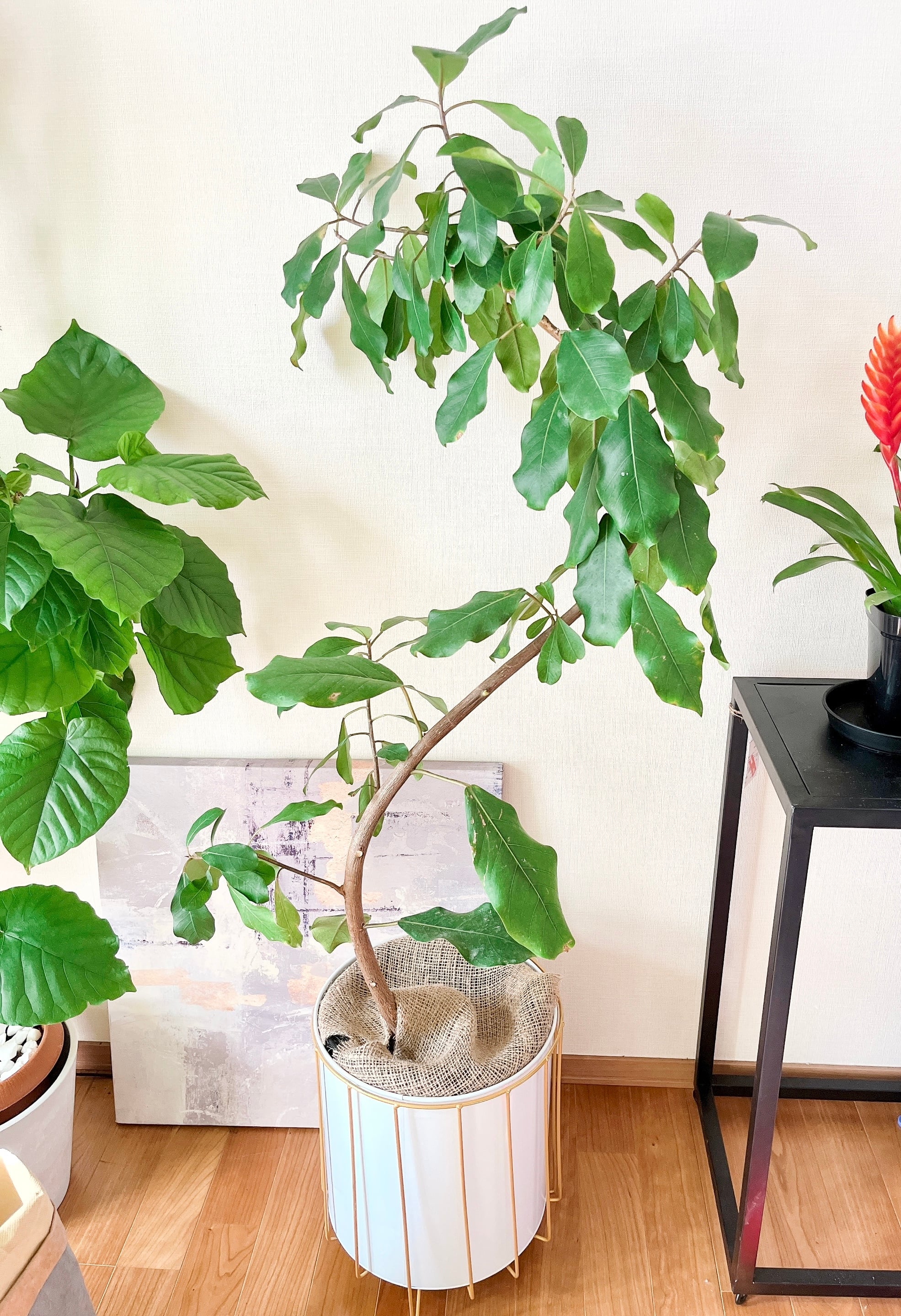 フィカス リン 希少 らせん状 観葉植物 大きいです 観葉植物 フィカス リン 希少 A