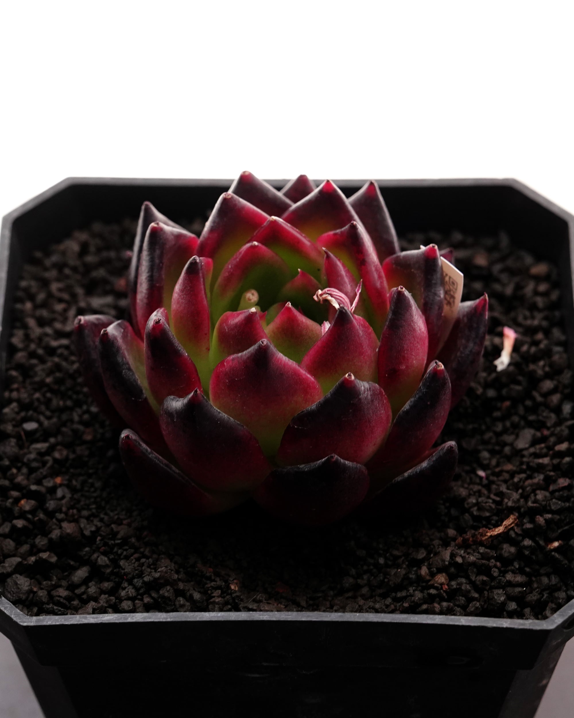 日本初？うちにしかない？！ | PUKUBOOK SUCCULENTS