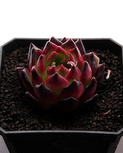 カット苗 ジェリーオーキッド 【日本初上陸？！】 Echeveria 'Jelly Orchid'