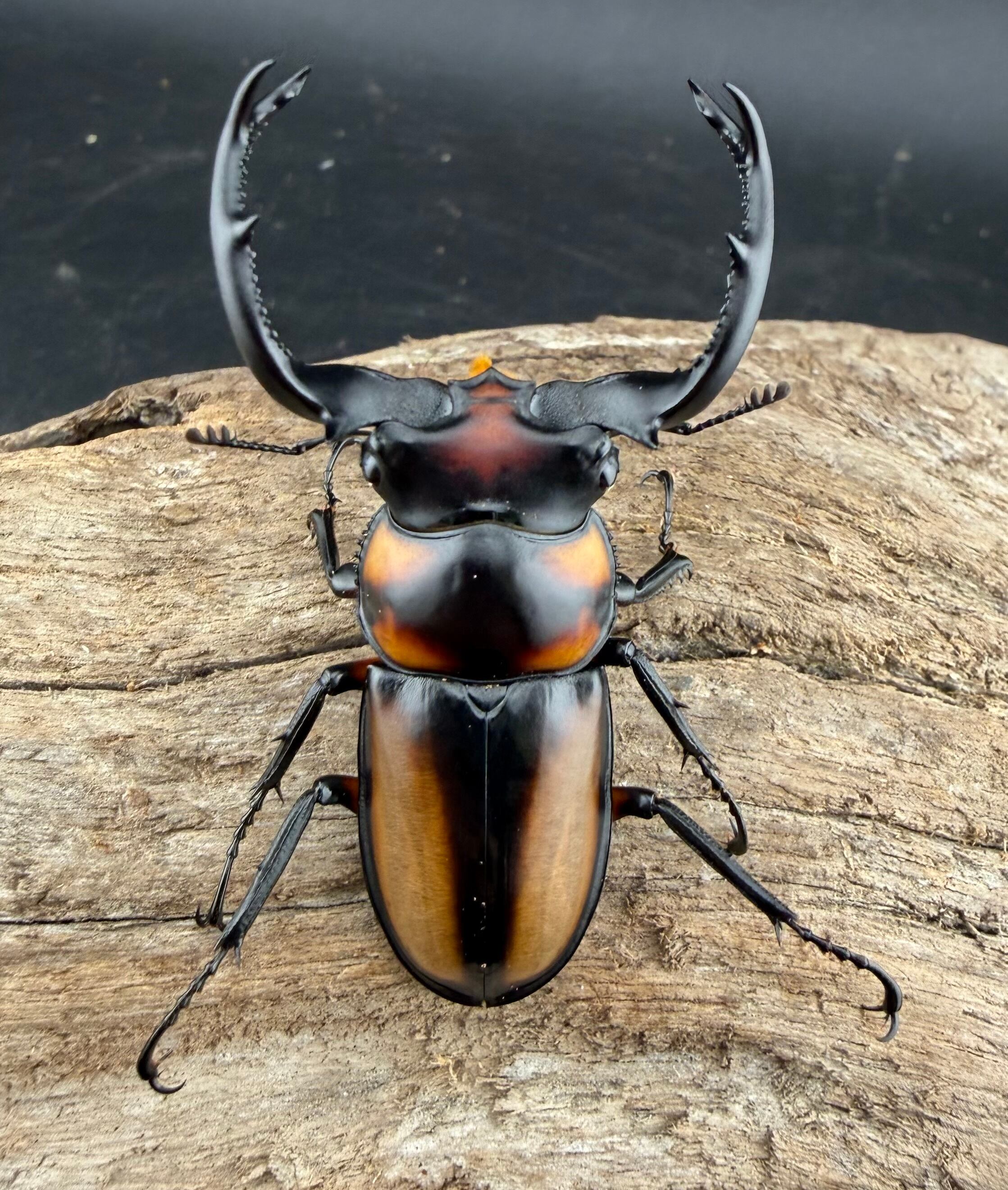 スペキオススシカクワガタ 54mm ペア》 | KPW公式オンラインショップ