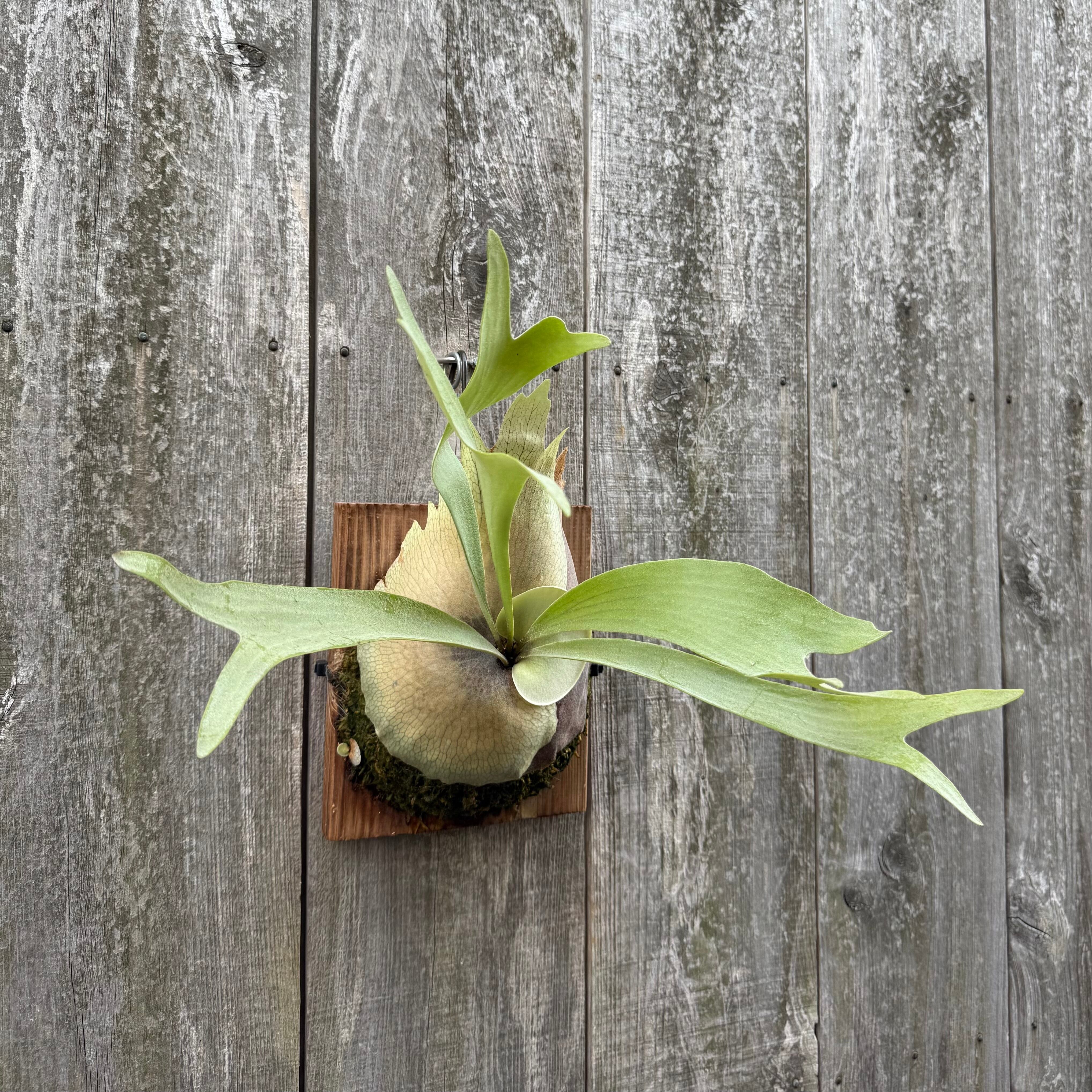 P. Lemoinei no shield (pup) | naturefix