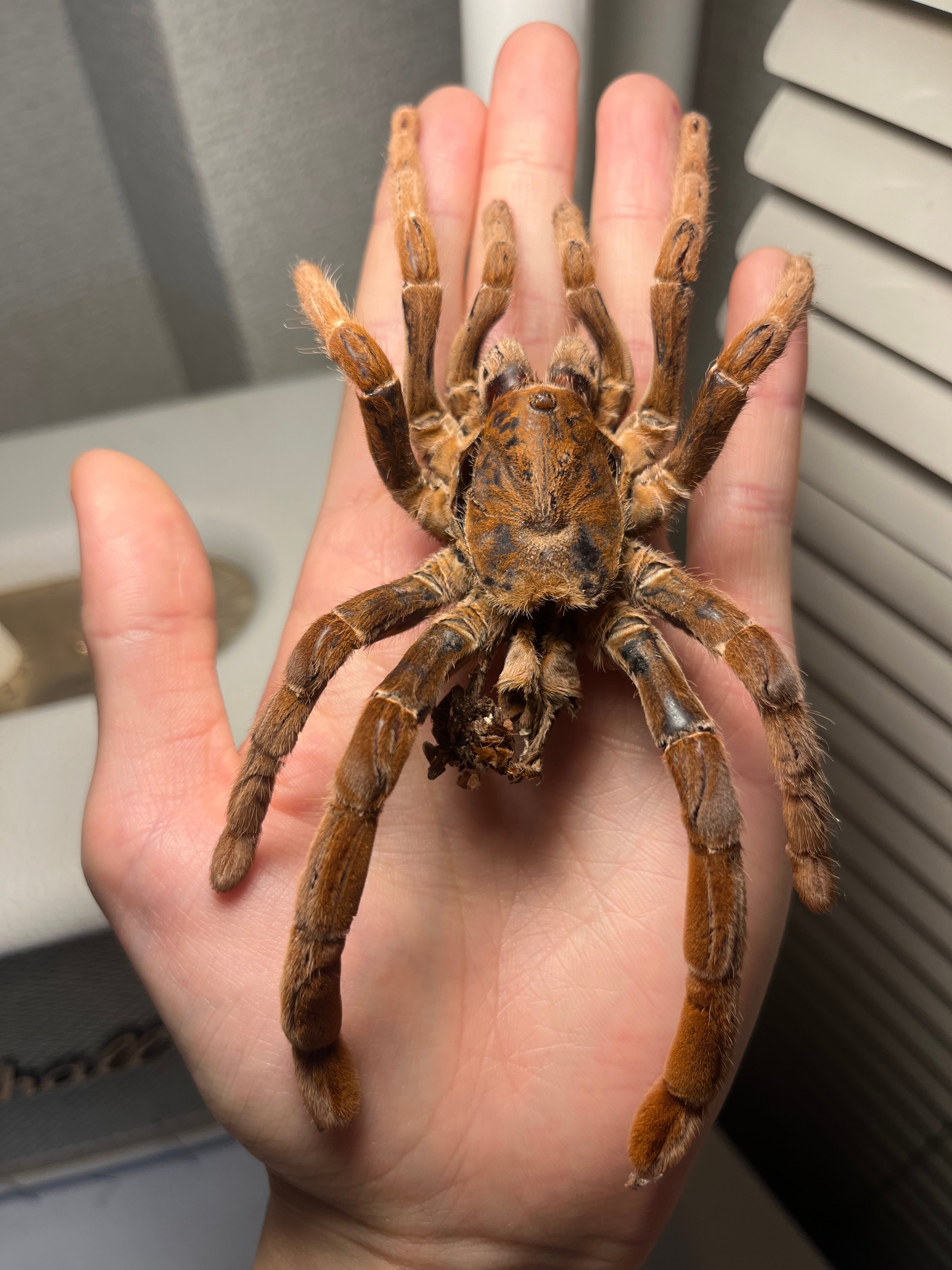 蜘蛛最大種】バーガンディーゴライアスバードイータータランチュラの