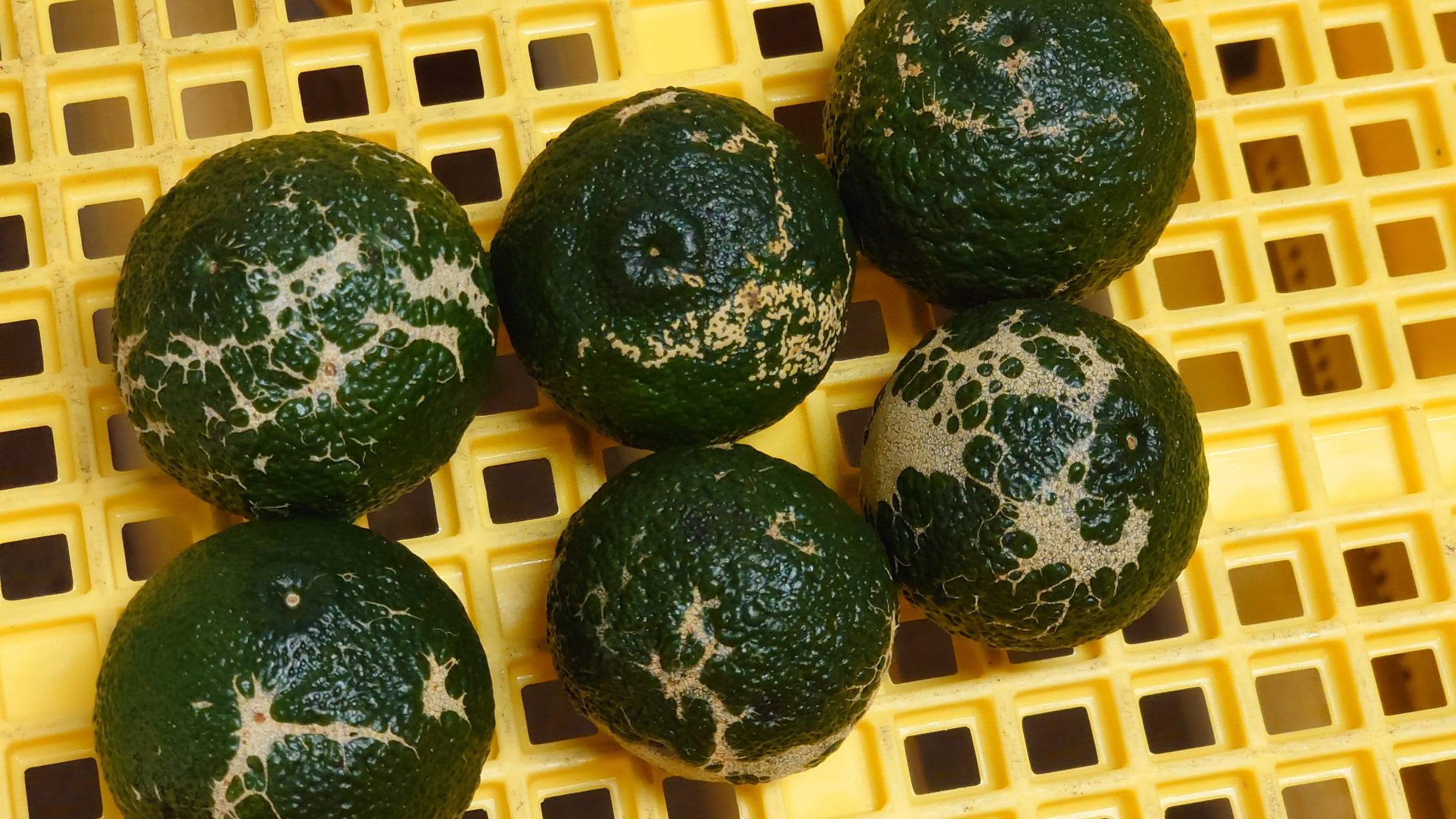 青ゆず 訳あり規格外品 約1.5kg | 千光士農園