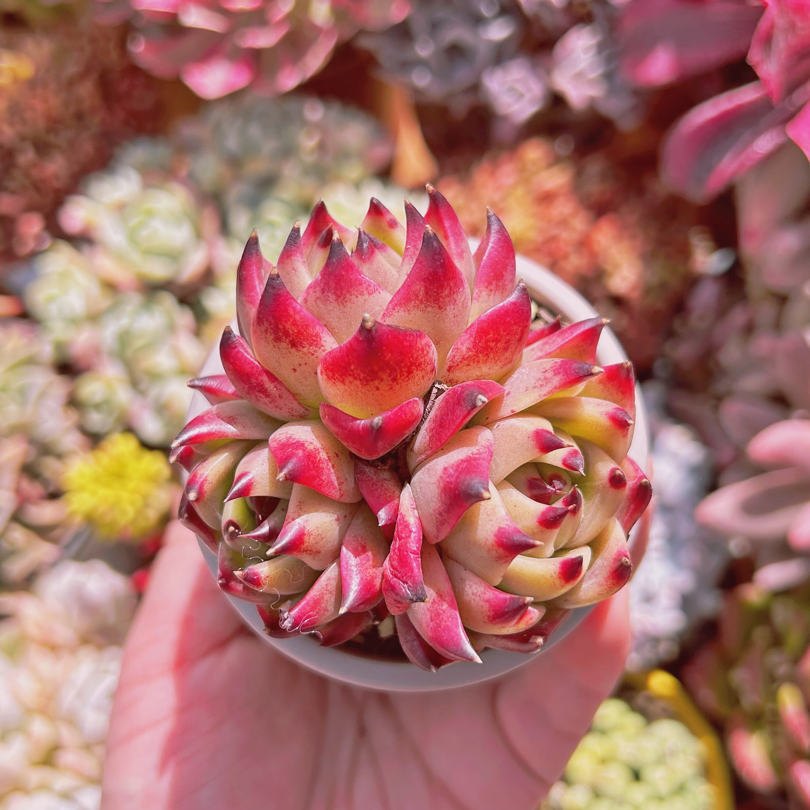 多肉植物　Echeveria    ブルードラゴン　3～4頭　群生