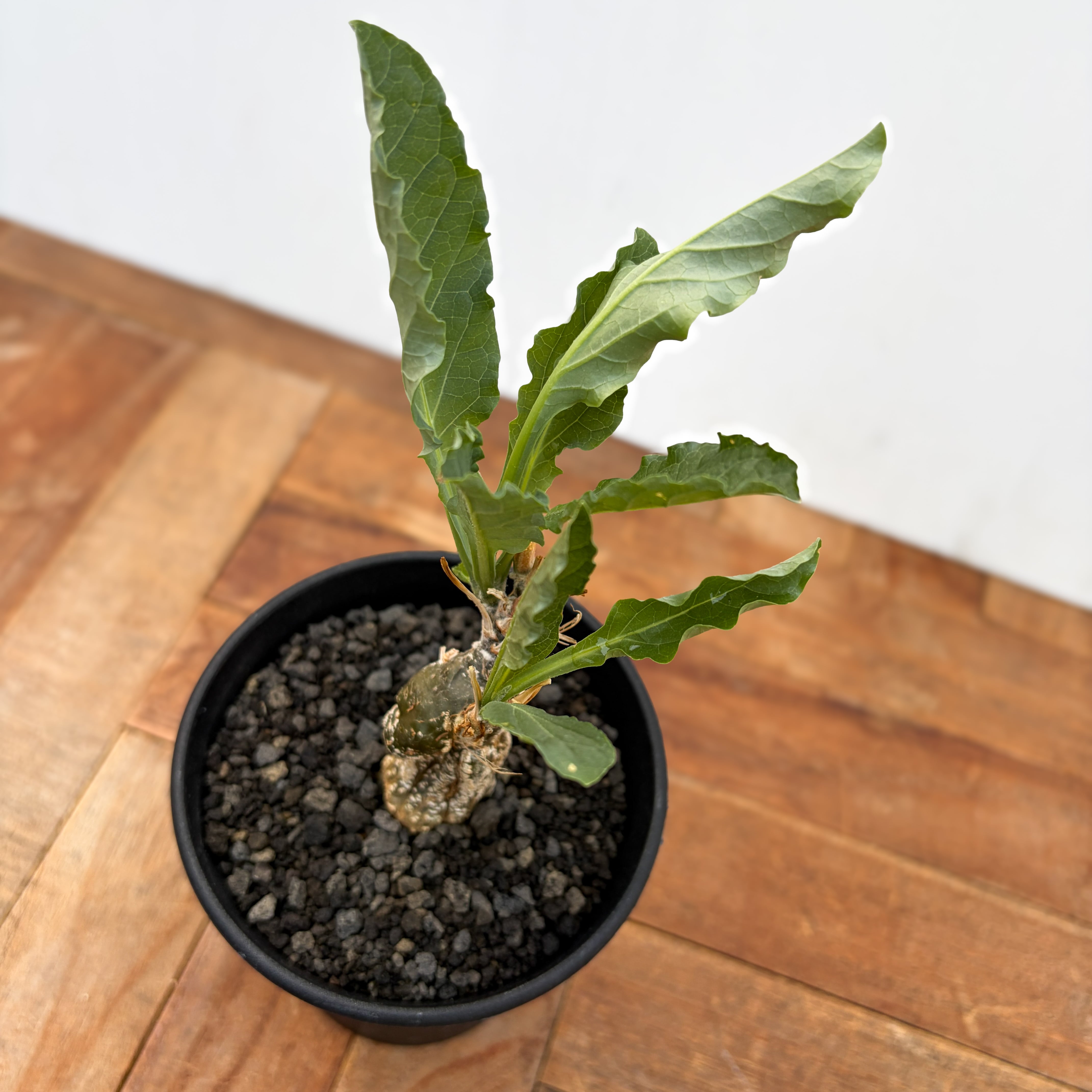Cephalopentandra ecirrhosa【ケファロペンタンドラ・エキローサ
