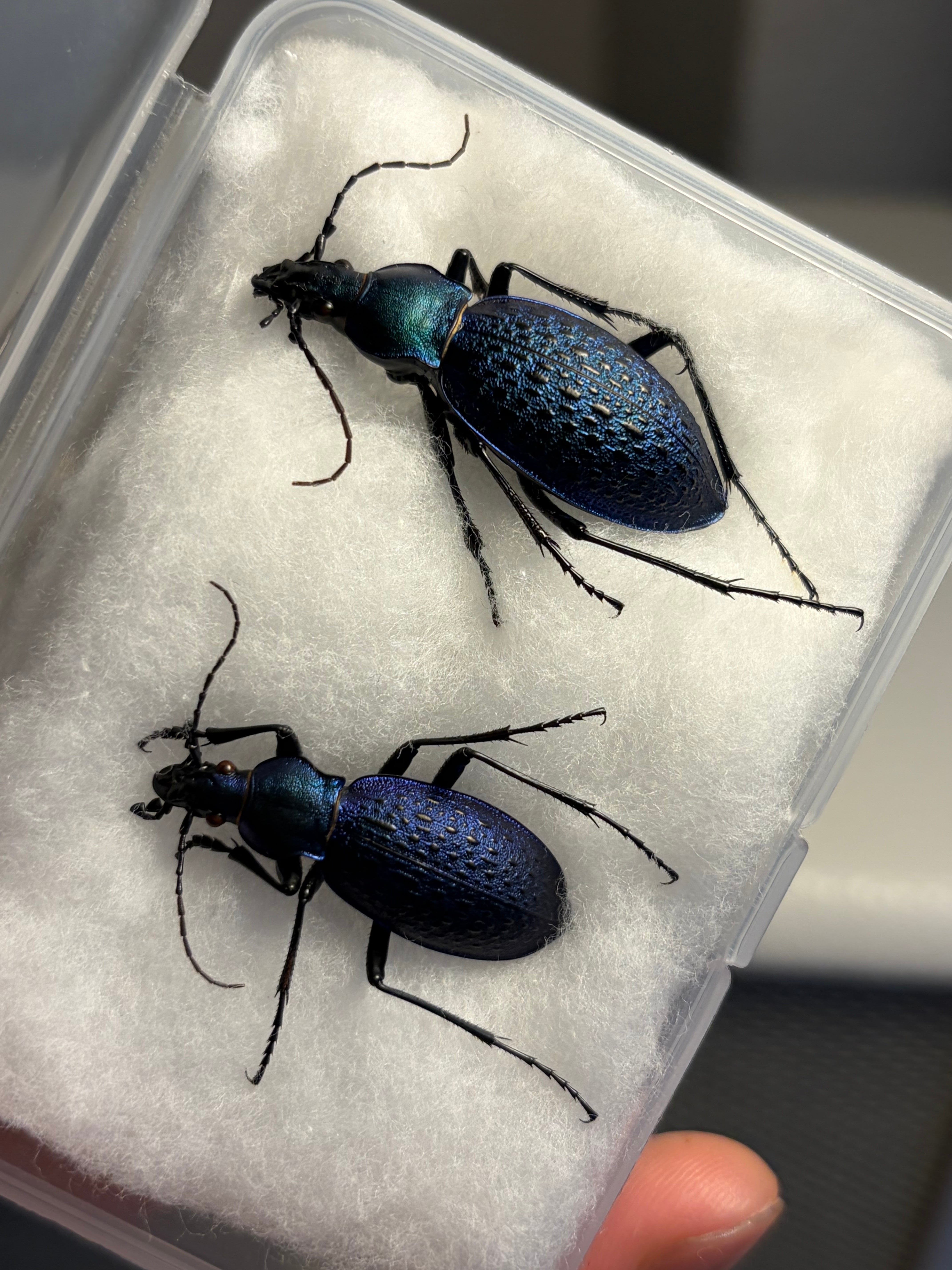 ペア】北朝鮮のアオカブリモドキ 標本 マイマイカブリ オサムシ