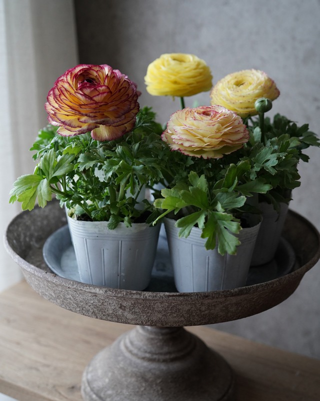 ラナンキュラスマシェ　レモンバイカラー　3.5号　