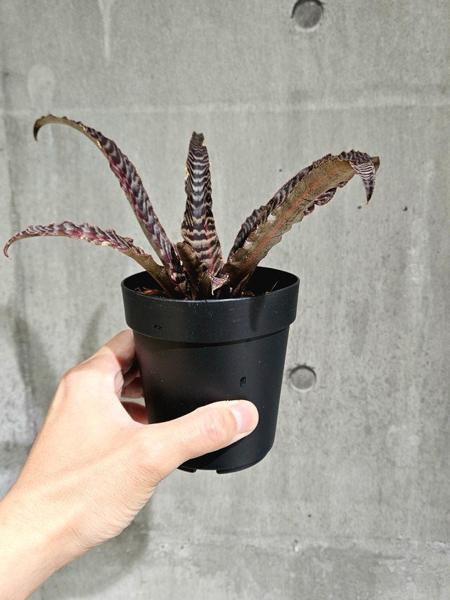 Cryptanthus LISA “Lisa Vinzant”  【artPLANTs/PLANTS GARAGE】 クリプタンサス/Bromeliad/ブロメリア