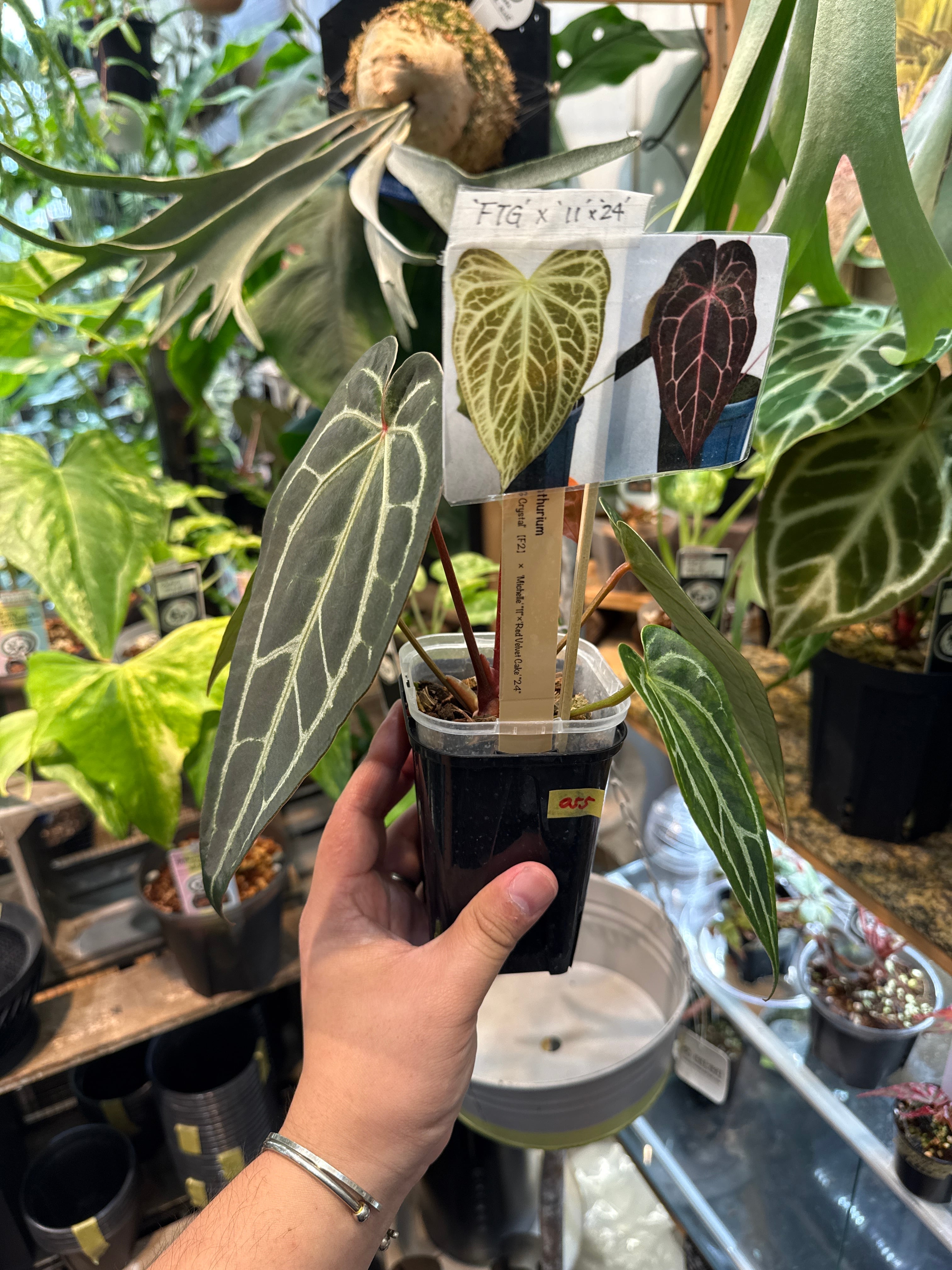 観葉植物 アンスリウム Anthurium 'FTG crystal'［F2] x Michelle '11