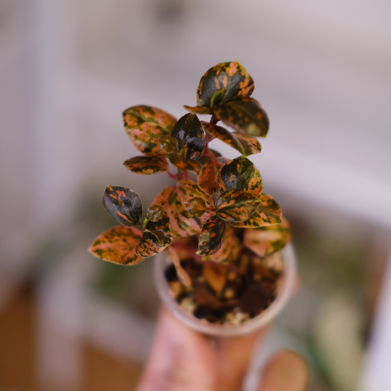 PEPEROMIA METARICA varigated | ペペロニア メタリカ③ | 観葉植物