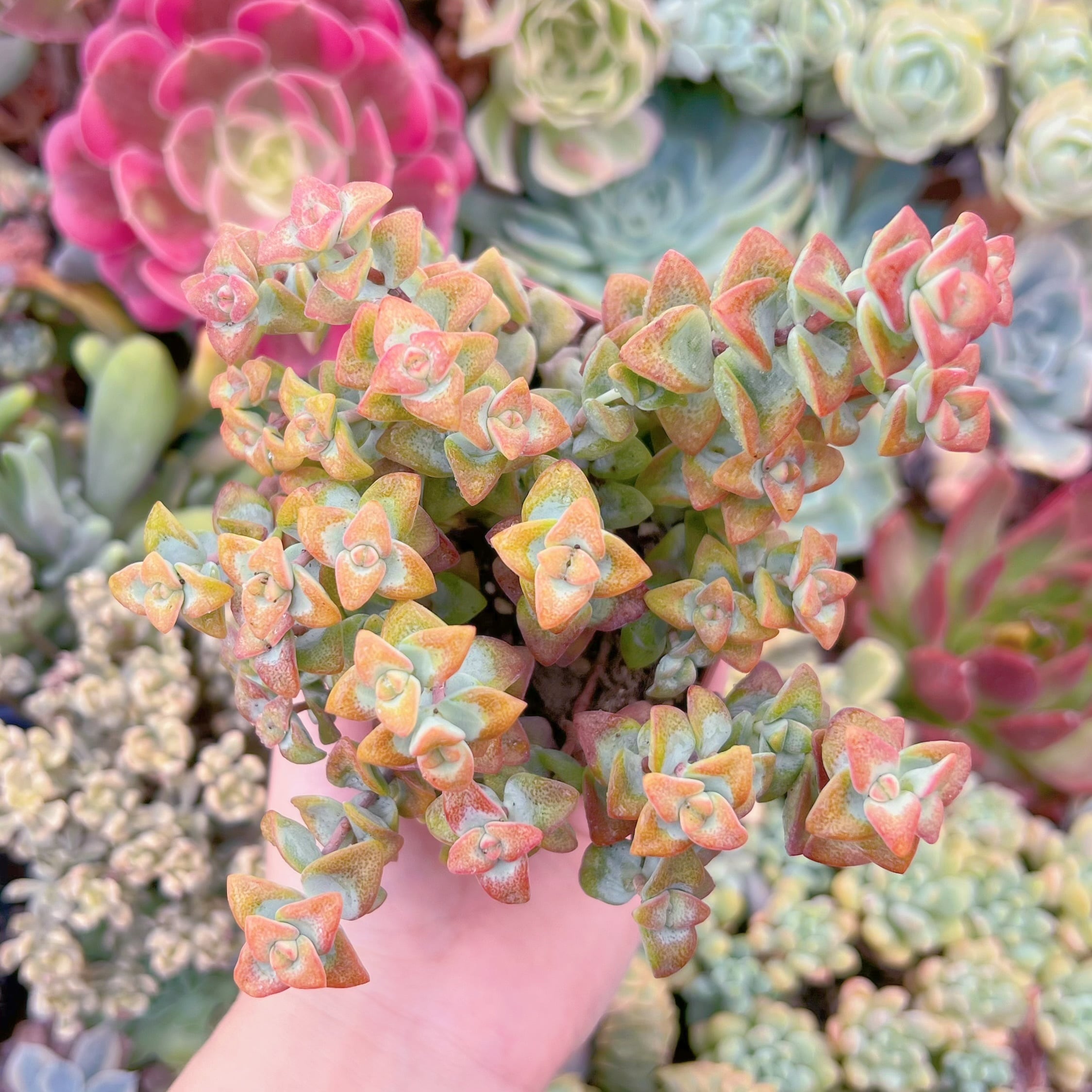 現品　ラブハート#F092　るる農園