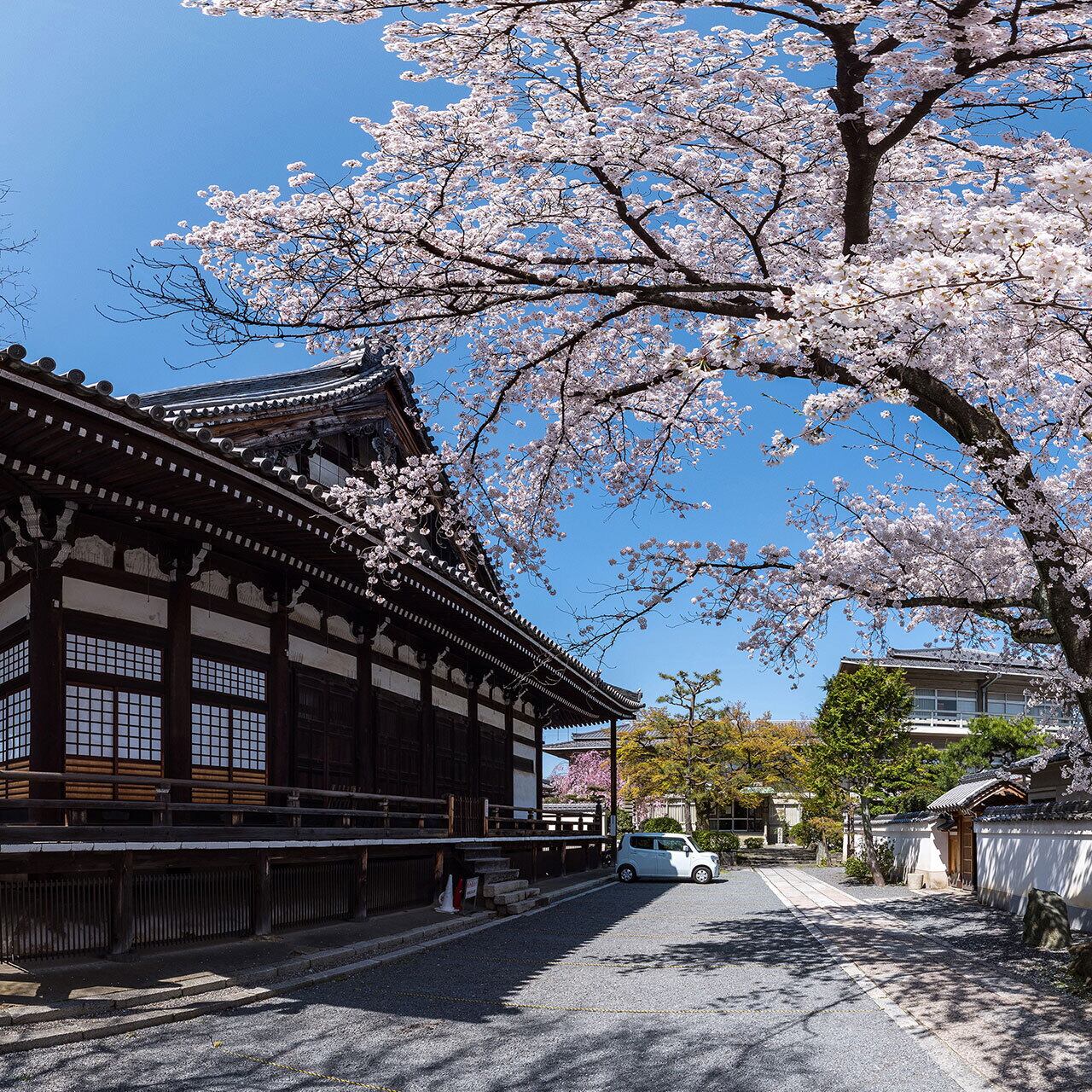 桜の咲く本隆寺