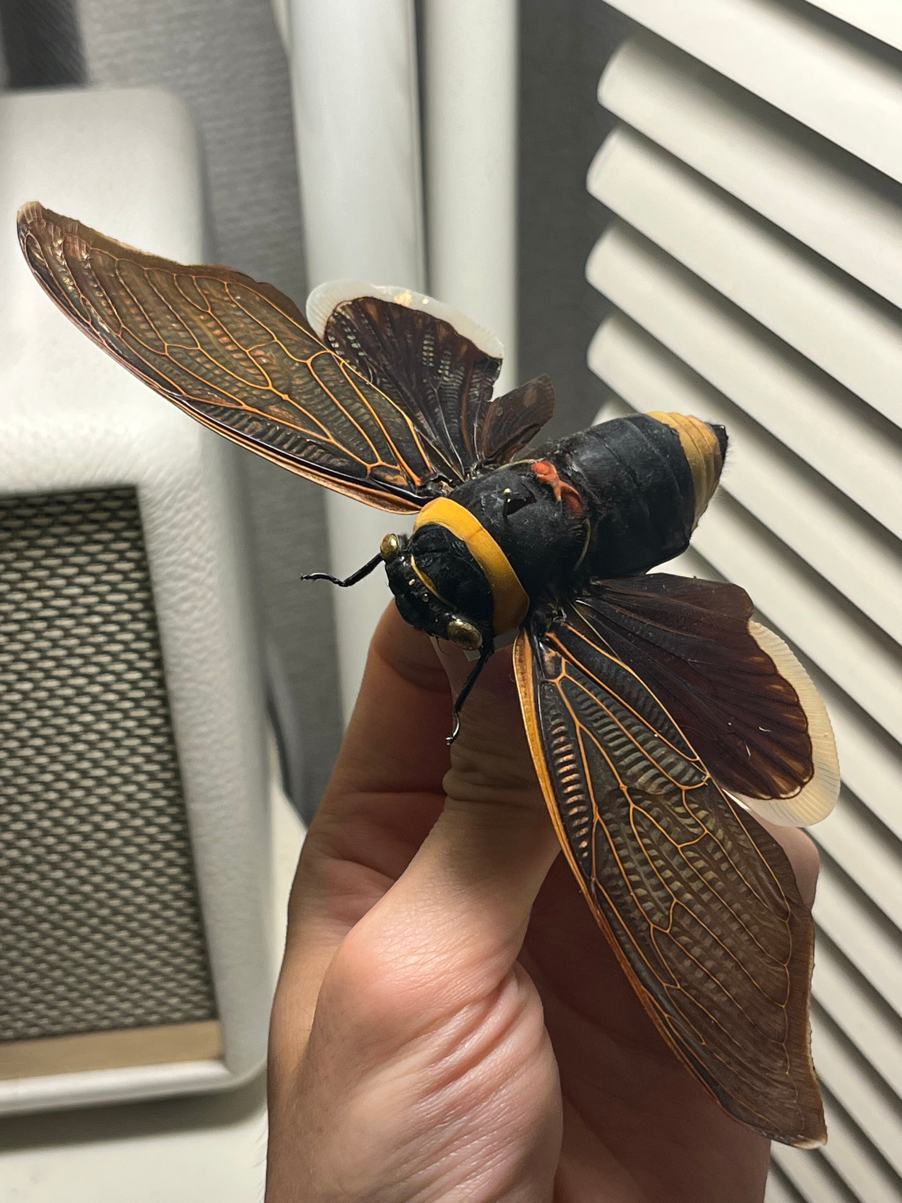 58mm】キエリアブラゼミ 蝉セミハエハチベルゼバブホークカゲロウ