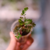 Phyllanthus urinaria 'Pink Variegated' / フィランサス・ウリナリア ピンク斑入り