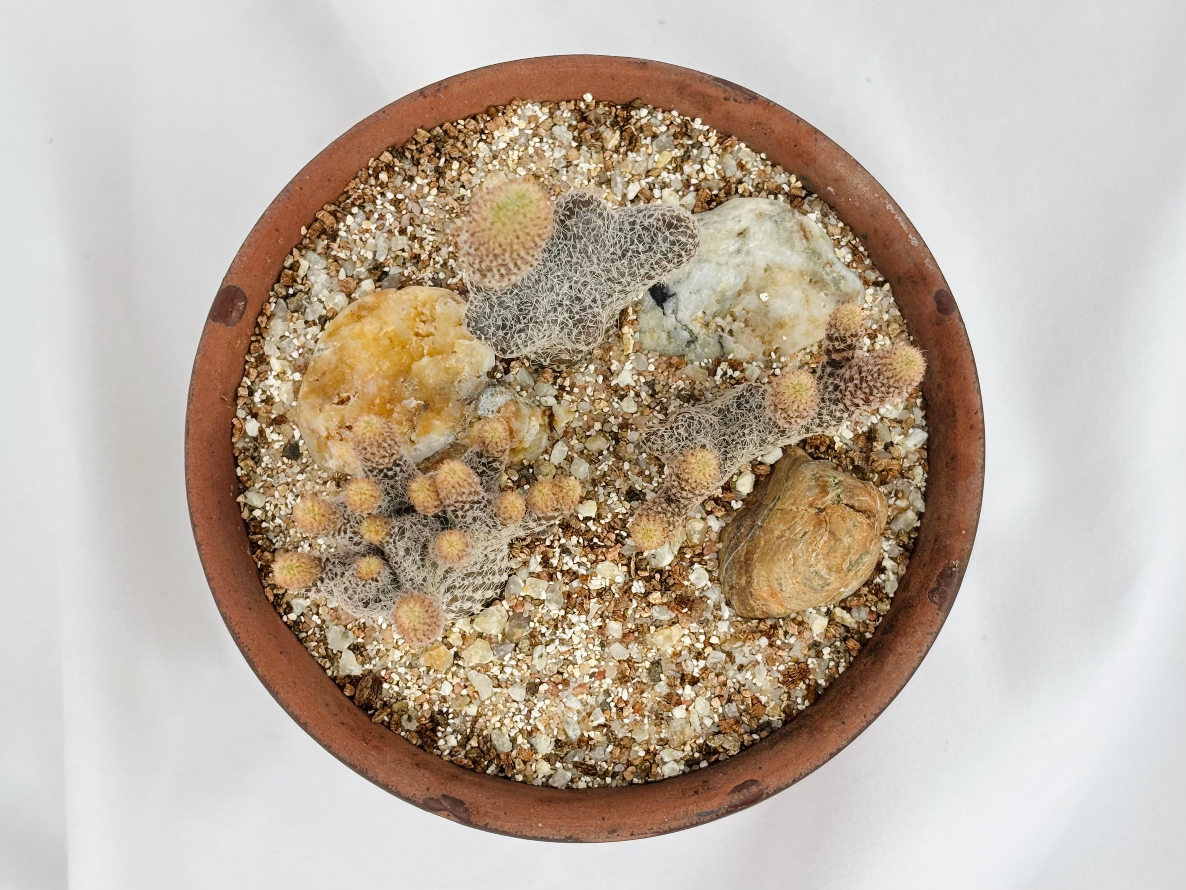 Puna clavarioides クラバリオイデス 茸団扇 白鶏冠 サボテン | plants