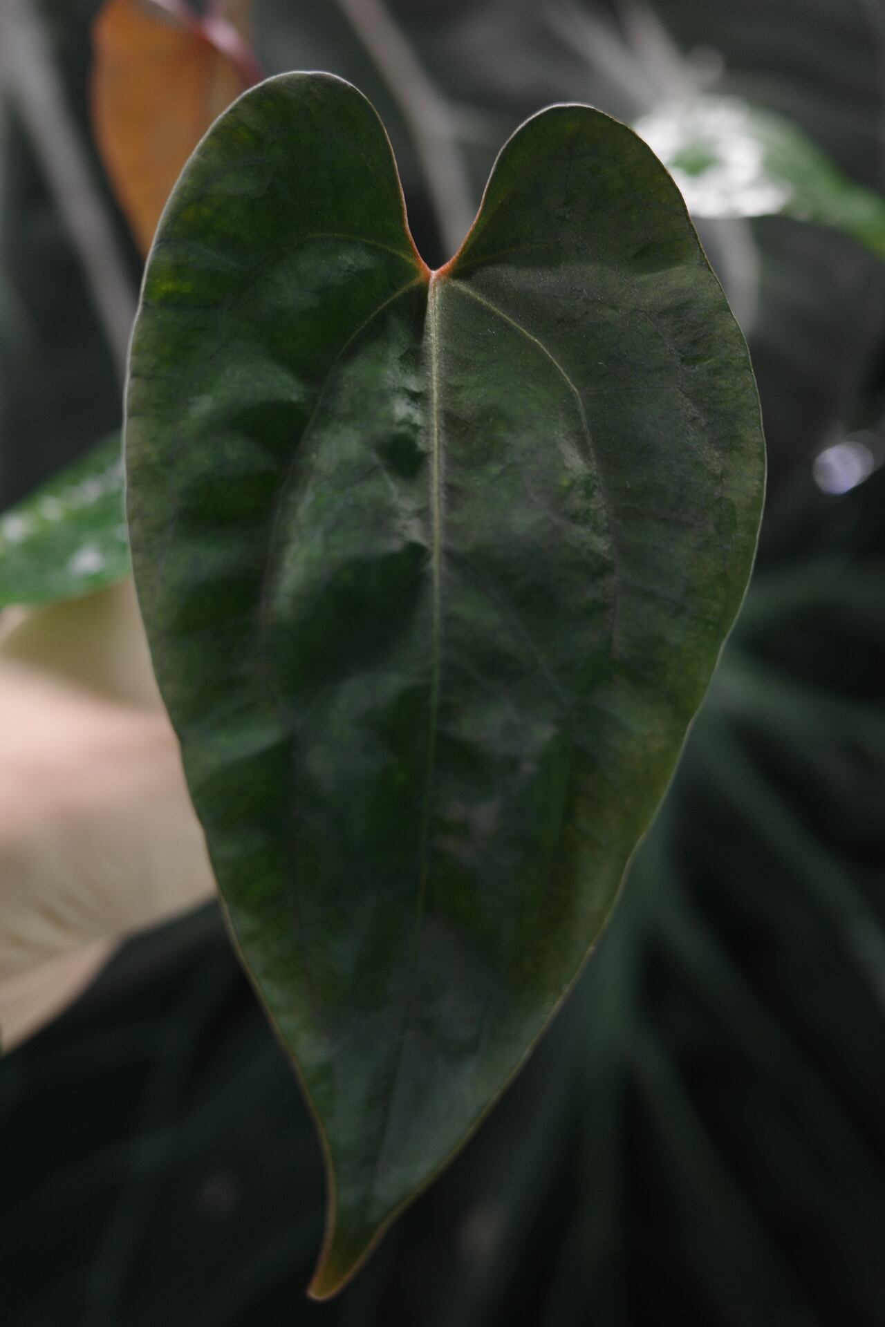 division】Anthurium 'Silver Ghost' (SKG Silver x Black Ghost