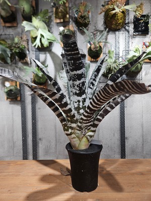 Aechmea  chantinii  hybrid  Select 【artPLANTs/PLANTS GARAGE 】エクメア/タンクブロメリア