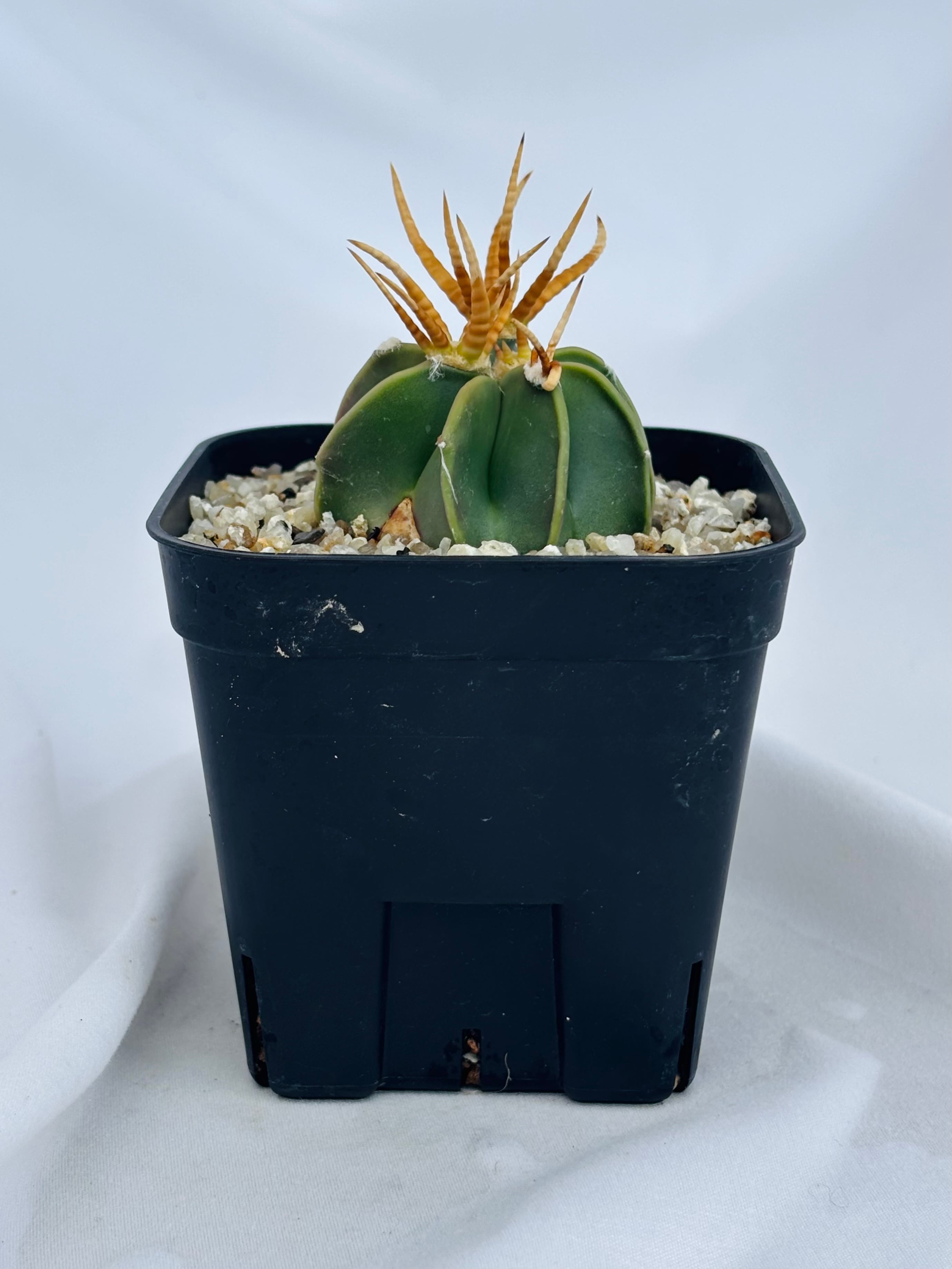 Astrophytum capricorne v. crassispinum アストロフィツム 水牛大鳳玉