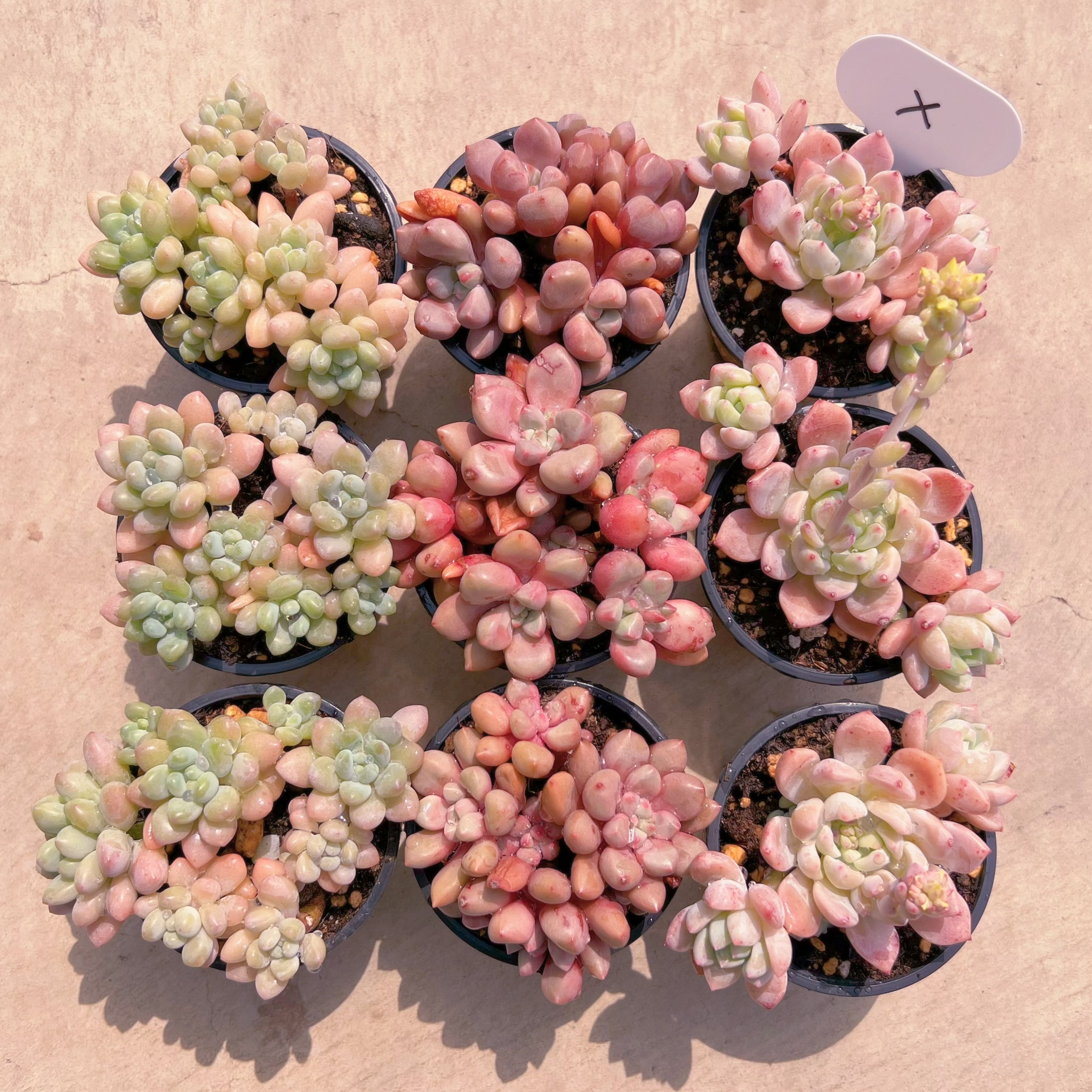 BASE販売会セットX