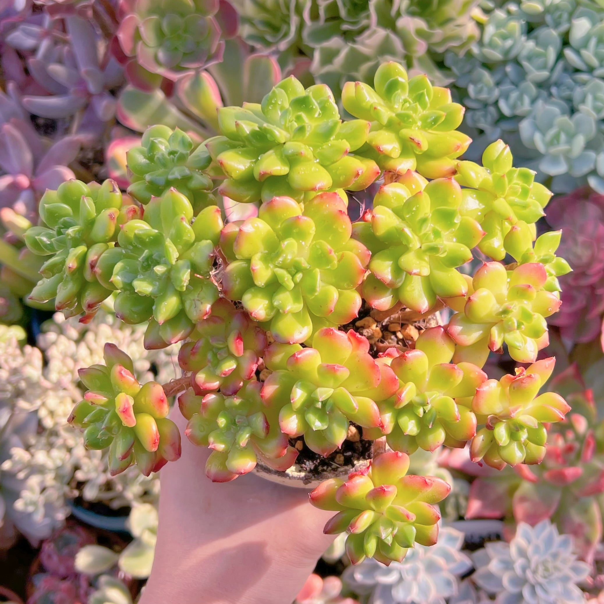 多肉植物　レディジア群生　新入荷　るる農園