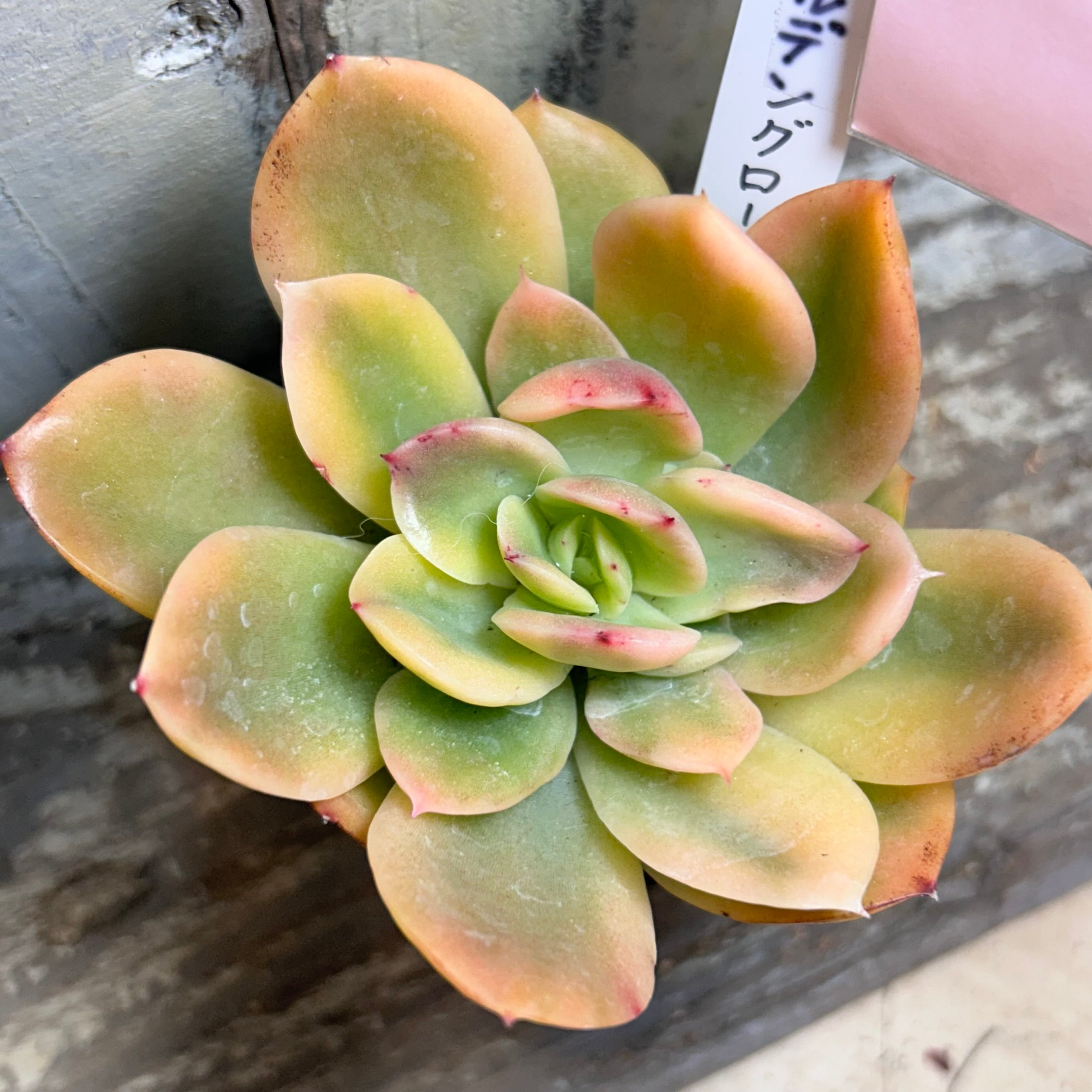 錦 | RuPo 多肉植物専門店