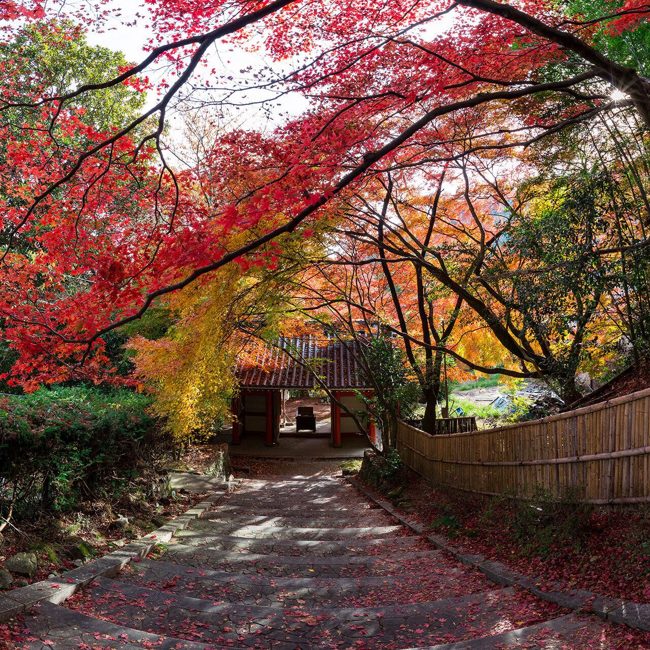 紅葉に色づくの金蔵寺
