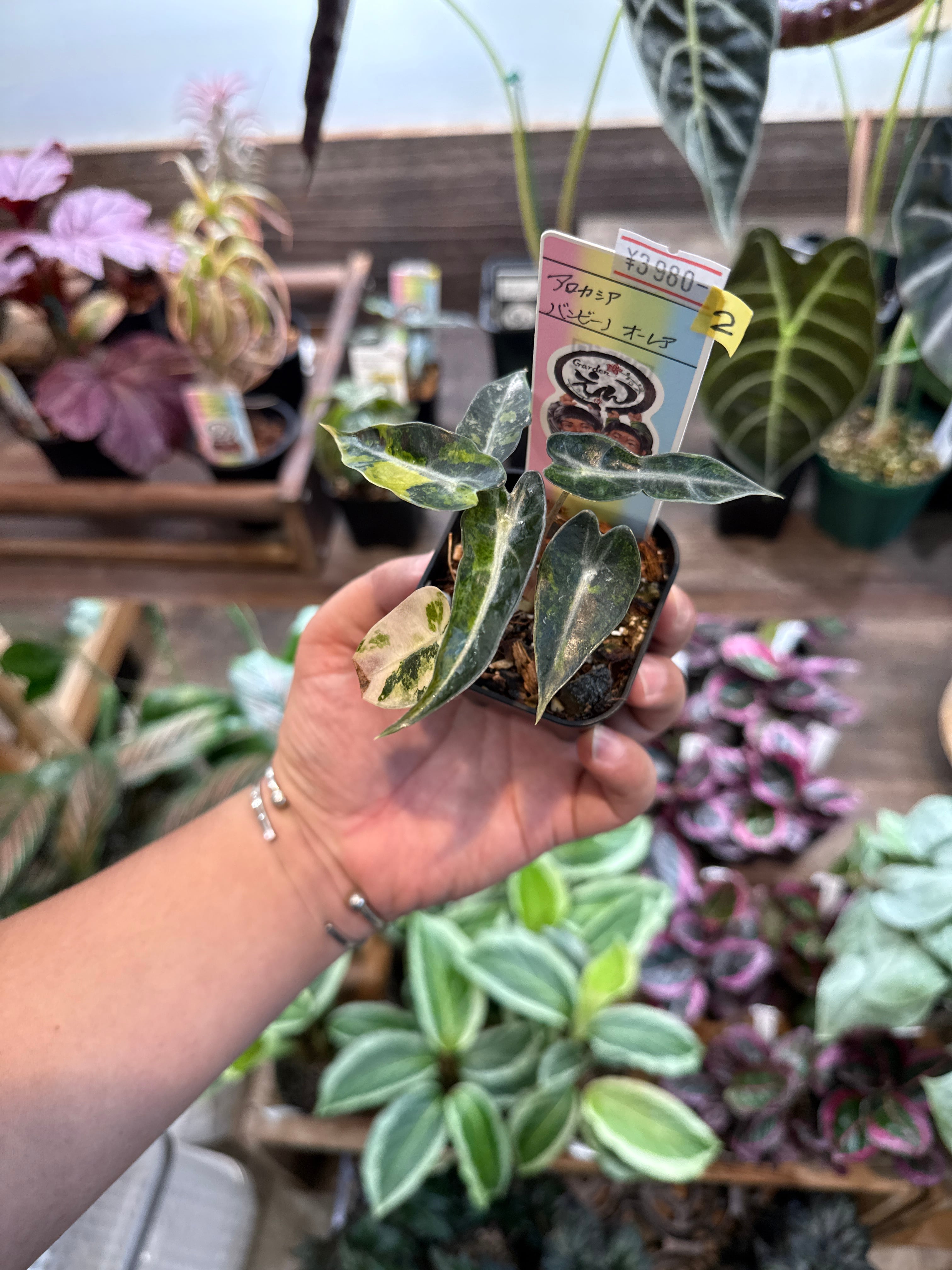 ② アロカシア バンビーノ オーレア | Gardenえん 【観葉熱帯植物】