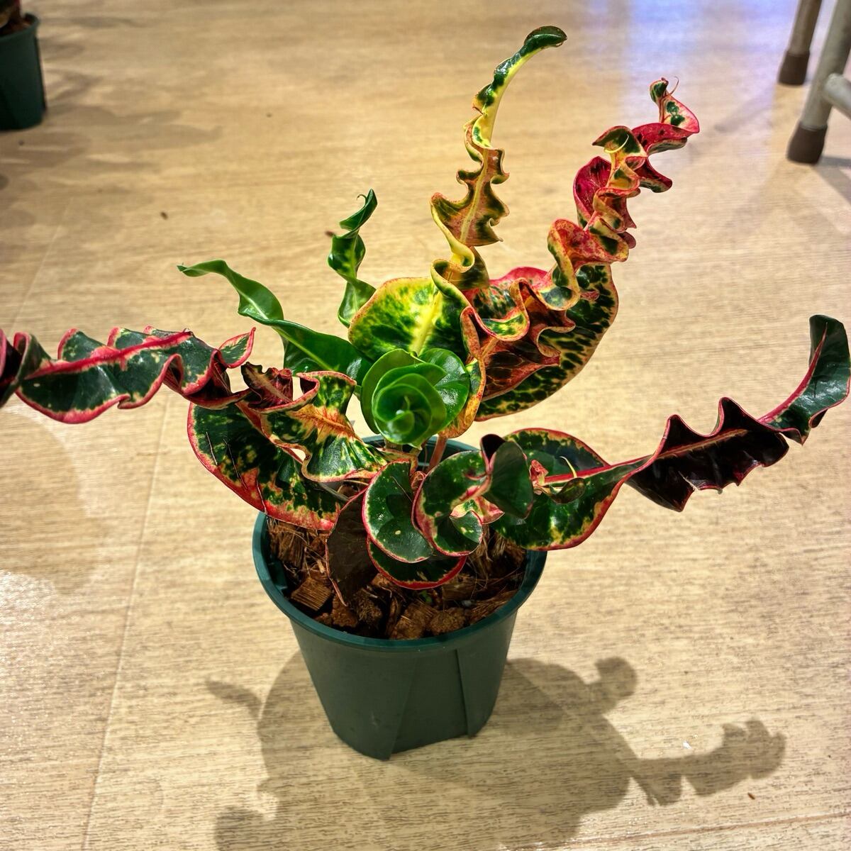【現品】タイ直輸入 クロトン Hollyplant 13-2|強い巻き・フリル・ねじれ