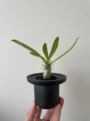 【新着】Pachypodium ambongense 1 ×  DEEP BRERO【幻のパキポディウム】パキポディウム アンボンゲンセ