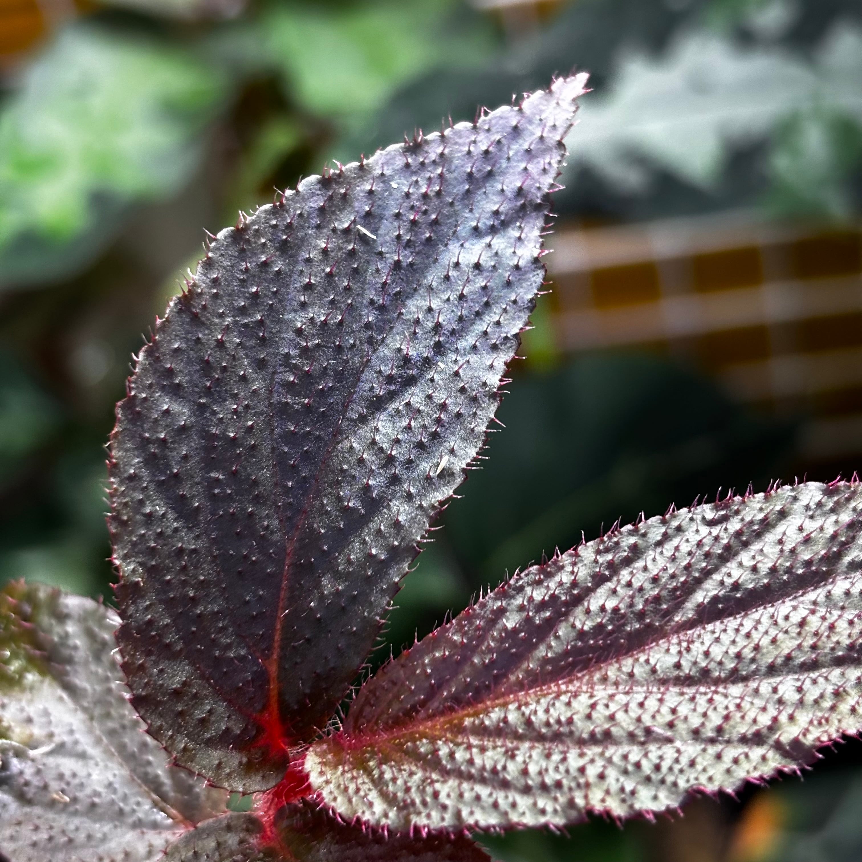 Begonia maculata 'Pink Variegated' ベゴニア マクラータ 斑入り