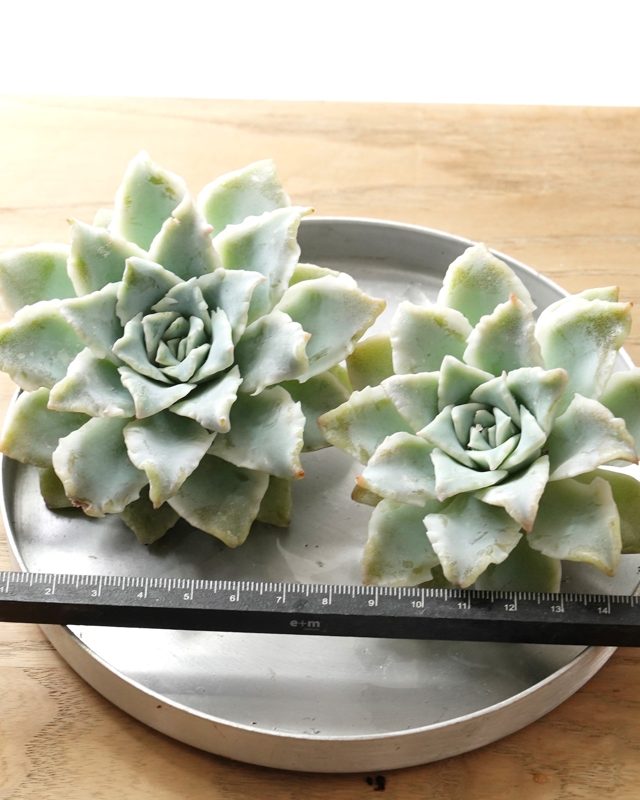【NEW-STANDARD】 水耕栽培苗 サウザンドスノー Echeveria 'Thousand Snow'