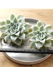 【NEW-STANDARD】 水耕栽培苗 サウザンドスノー Echeveria 'Thousand Snow'